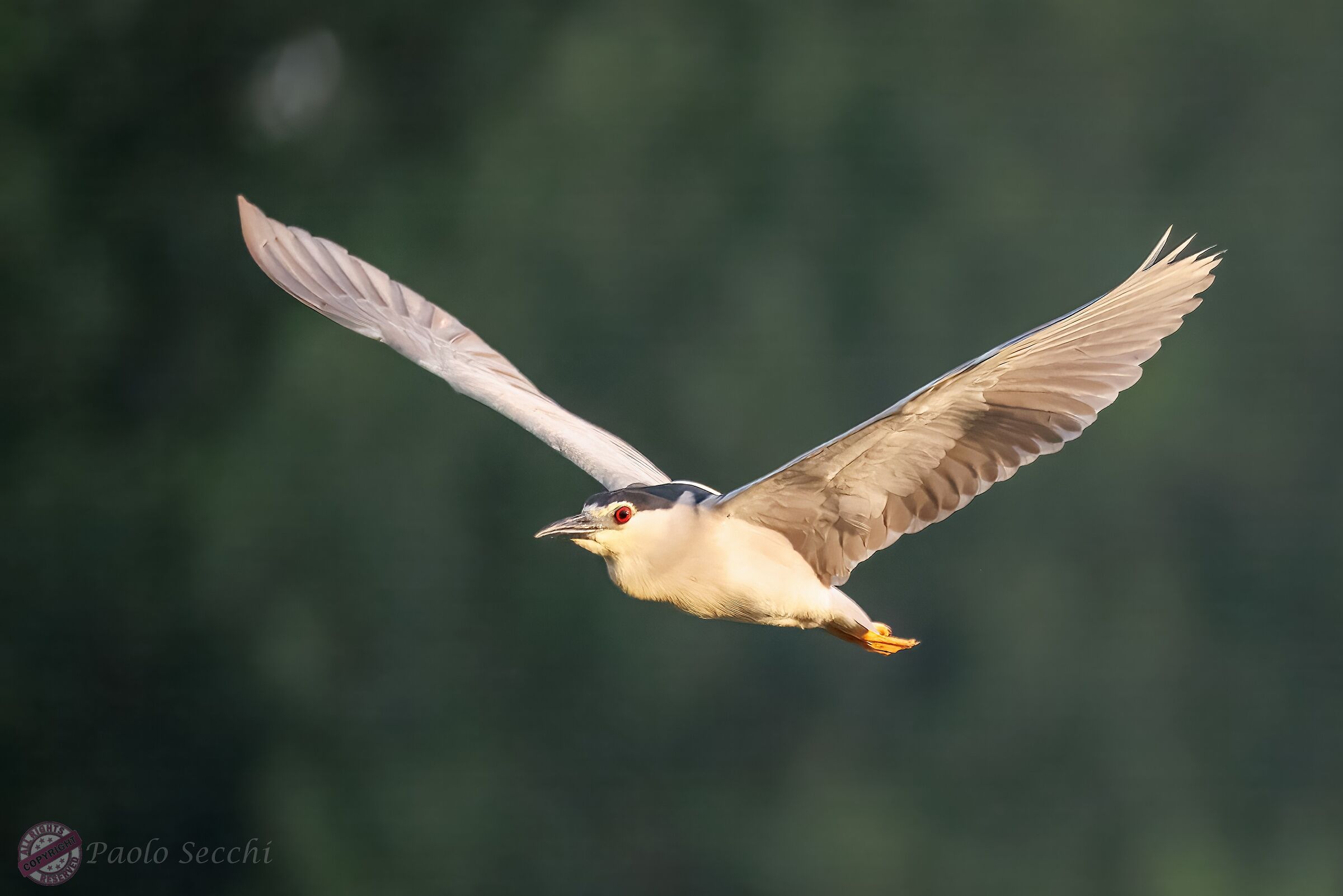 Flight of the night heron