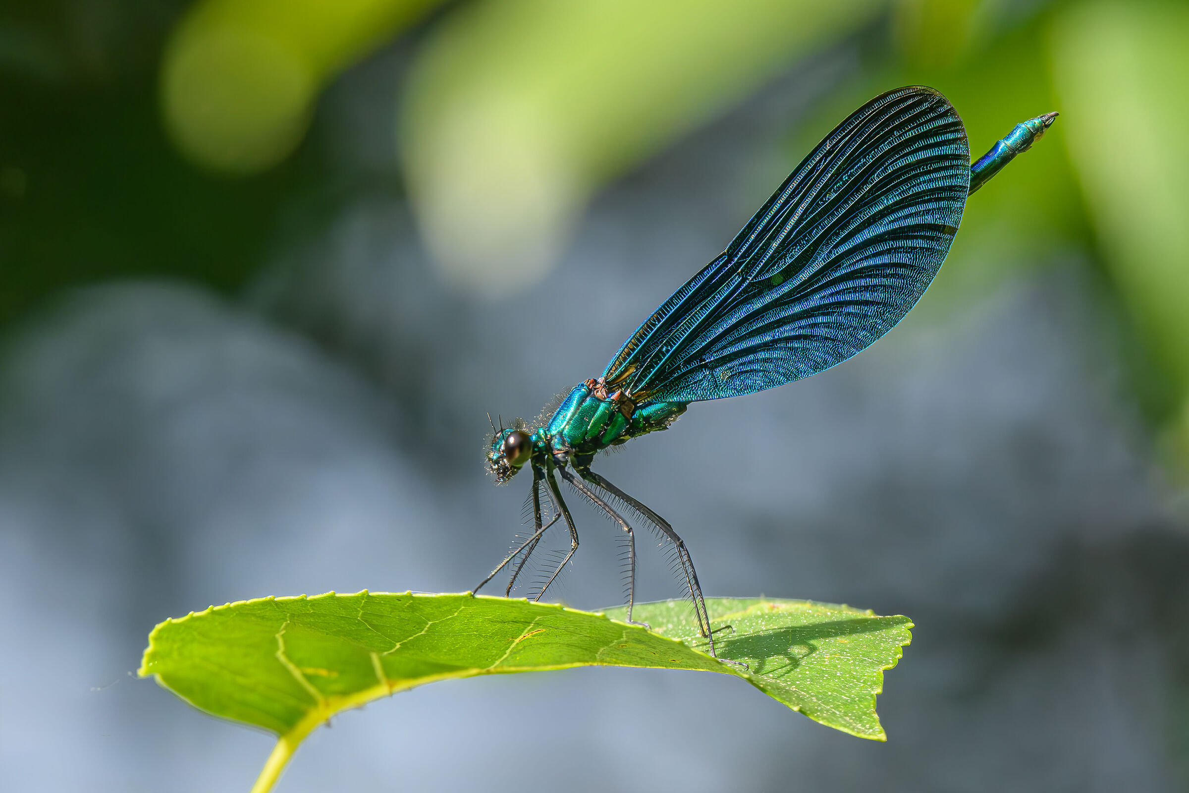 Calopteryx splendens