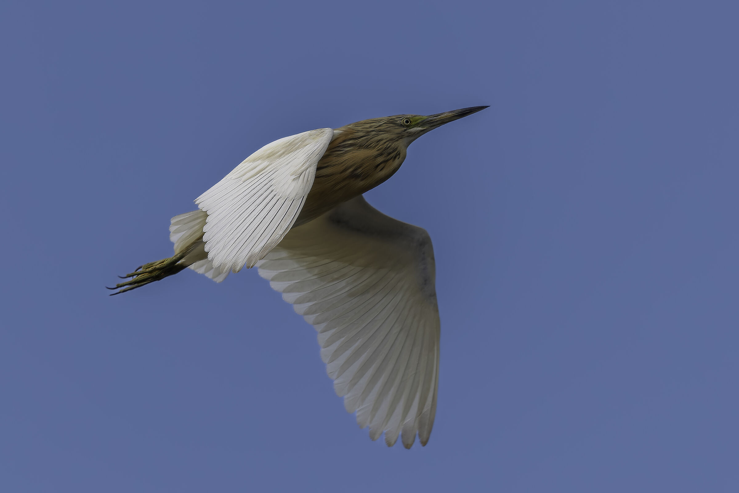 Squacco heron