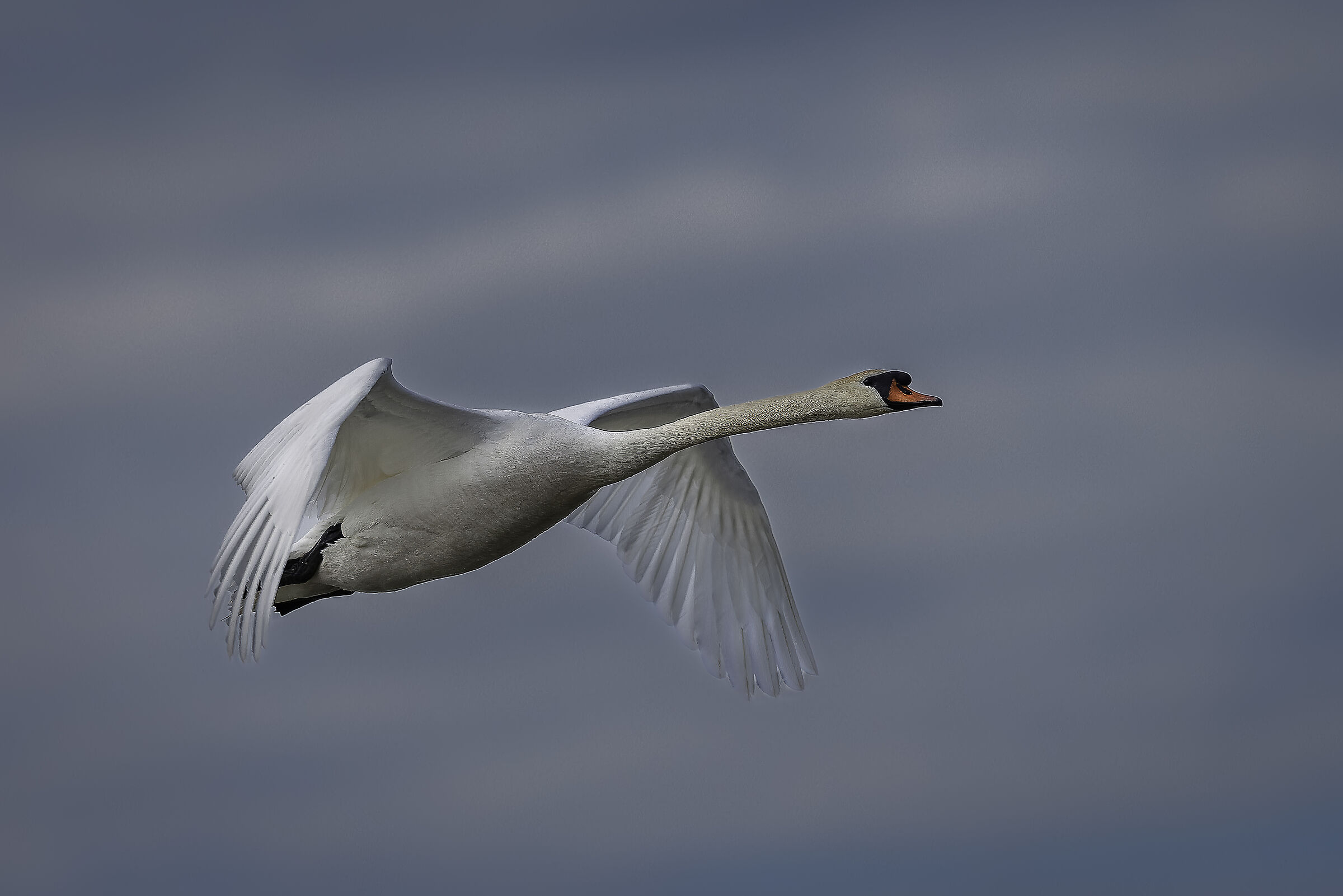 Mute swan