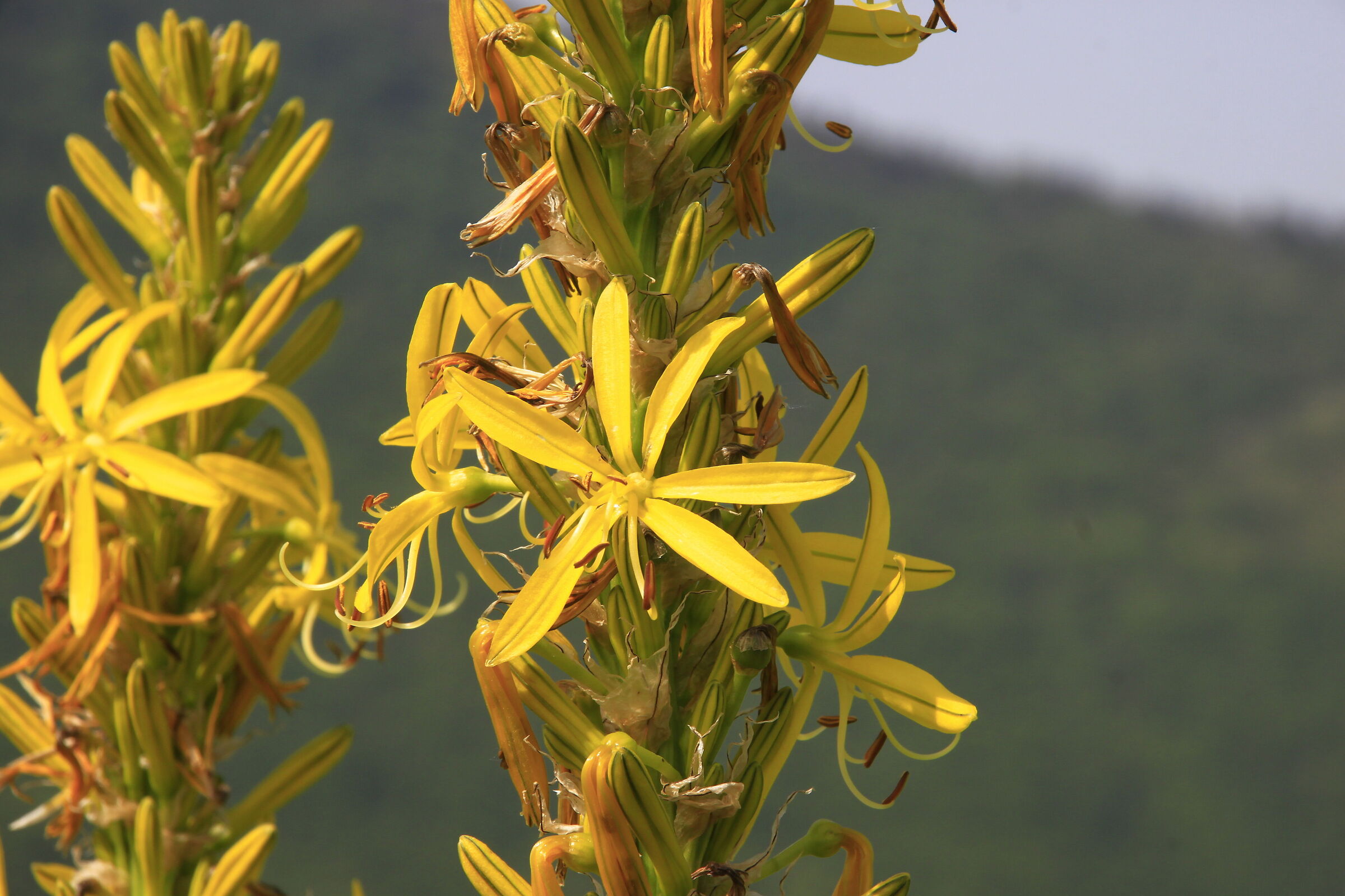 Yellow asphodel