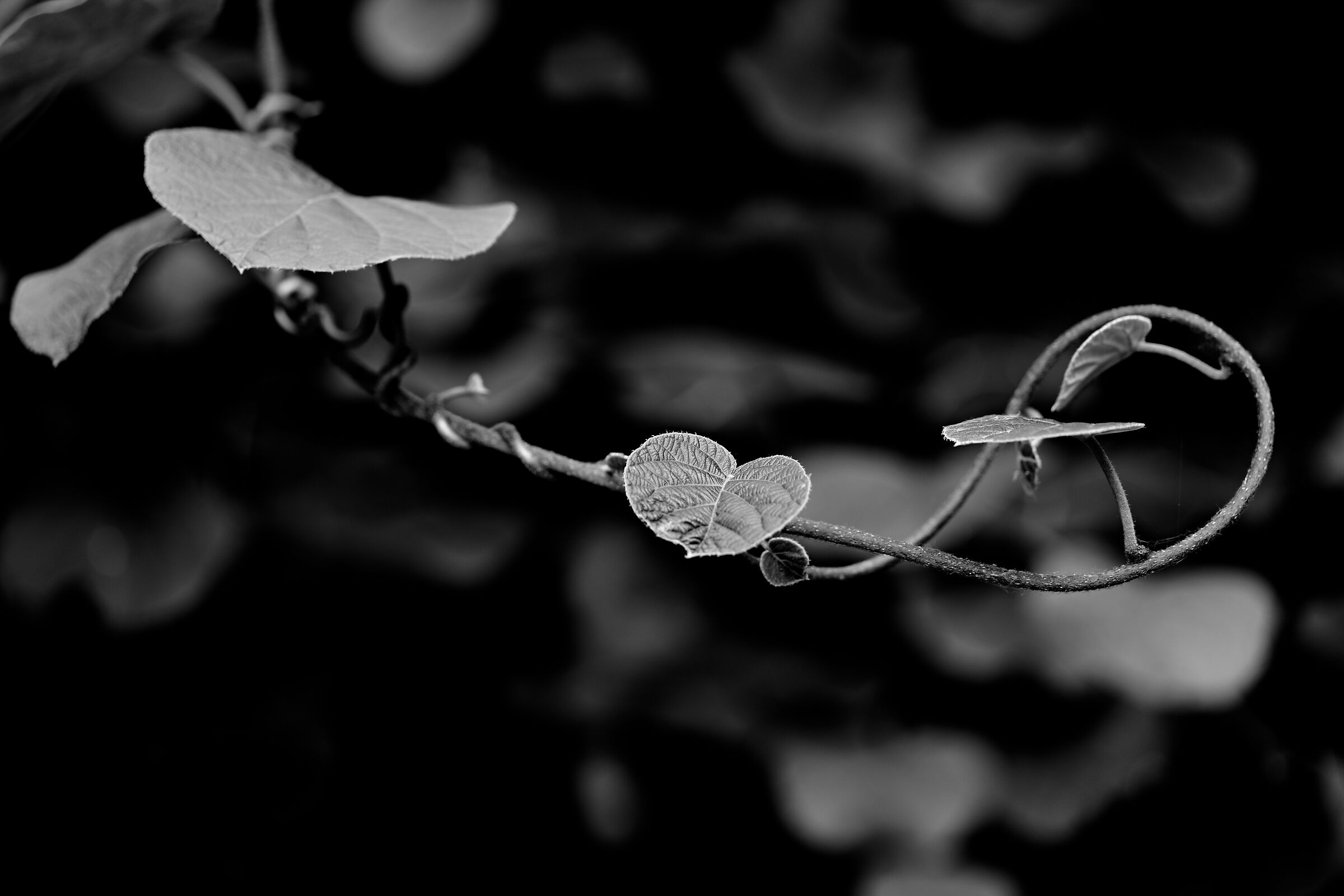 Luce radente tra le fronde