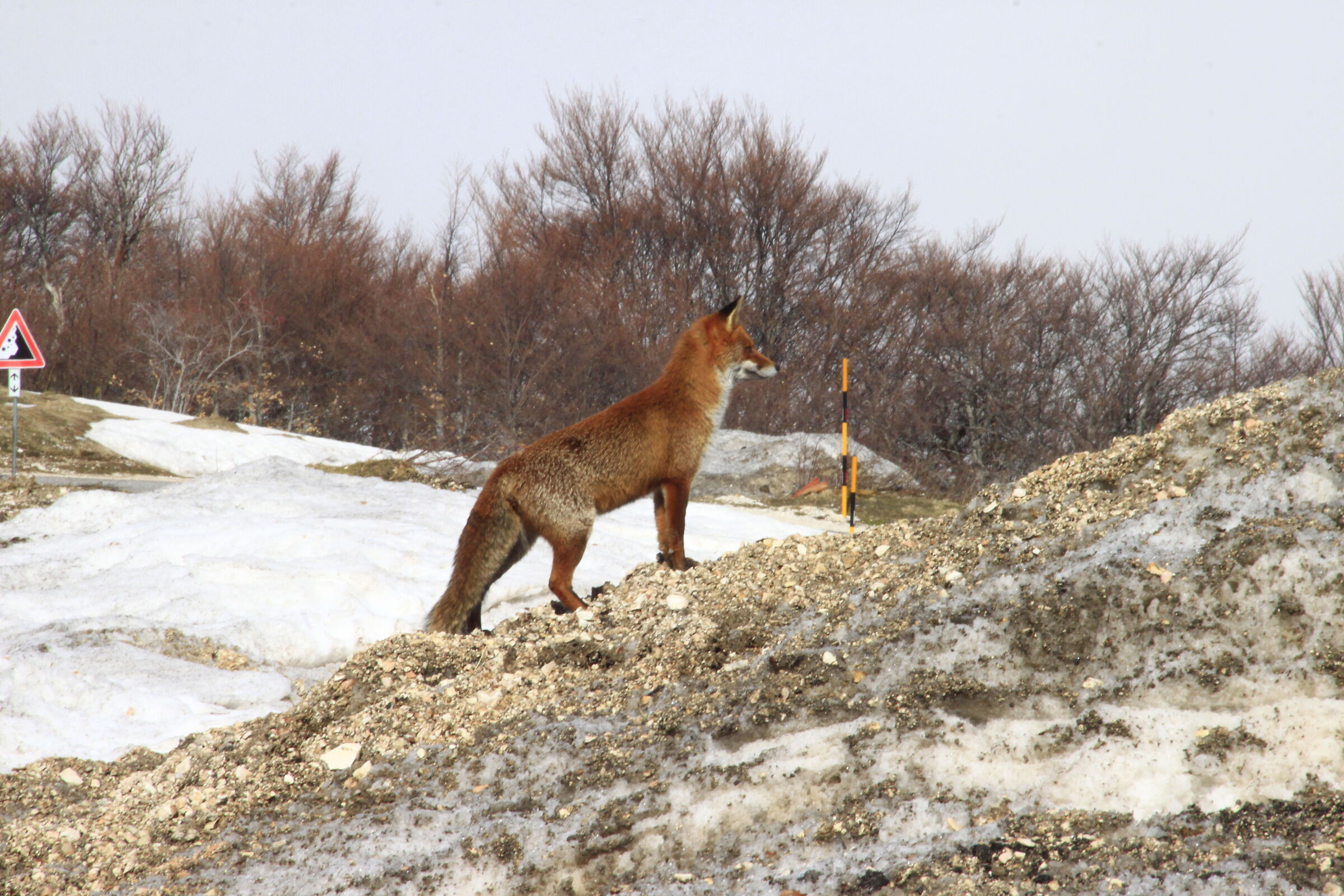 Fox
