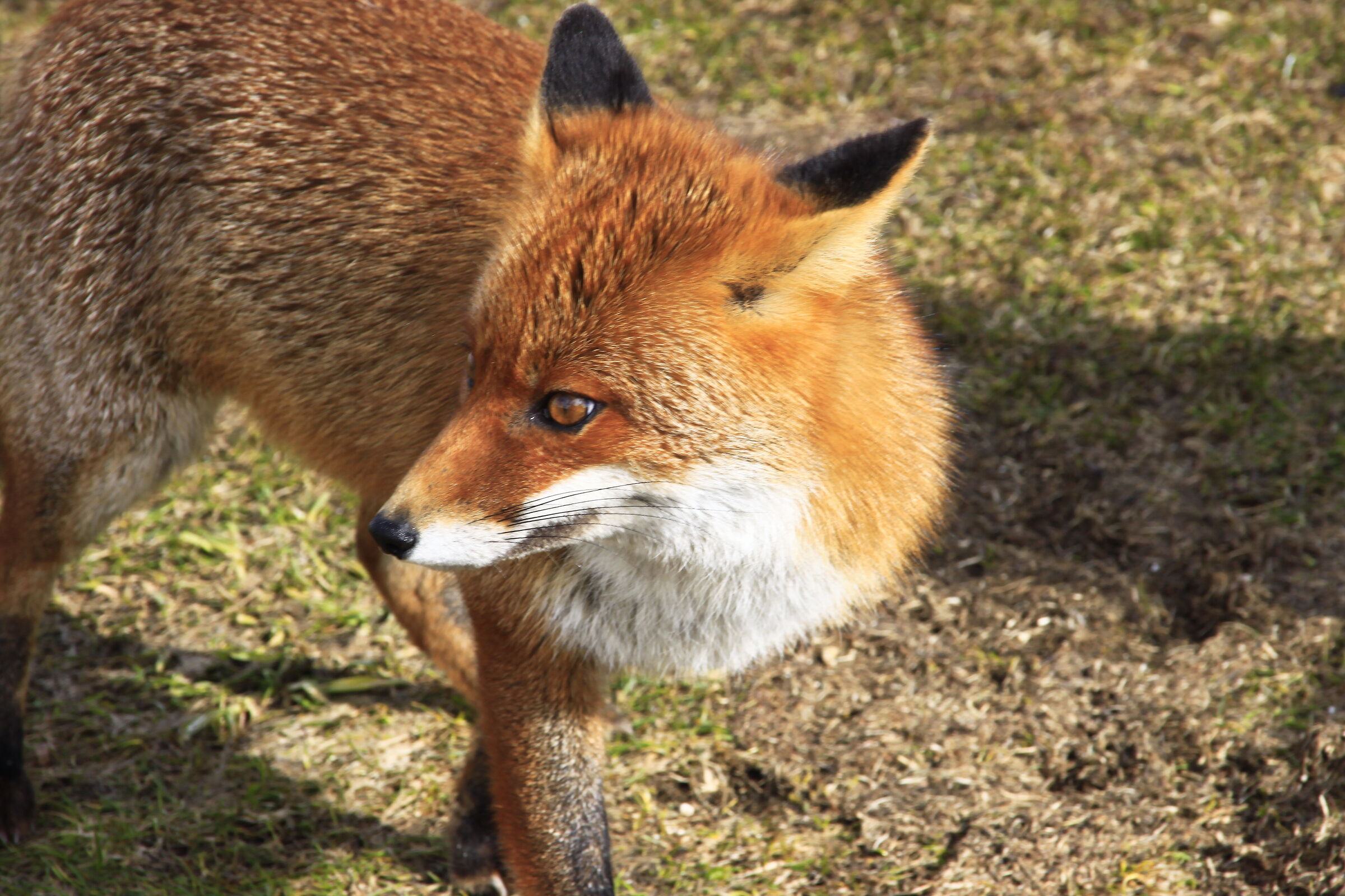 Fox