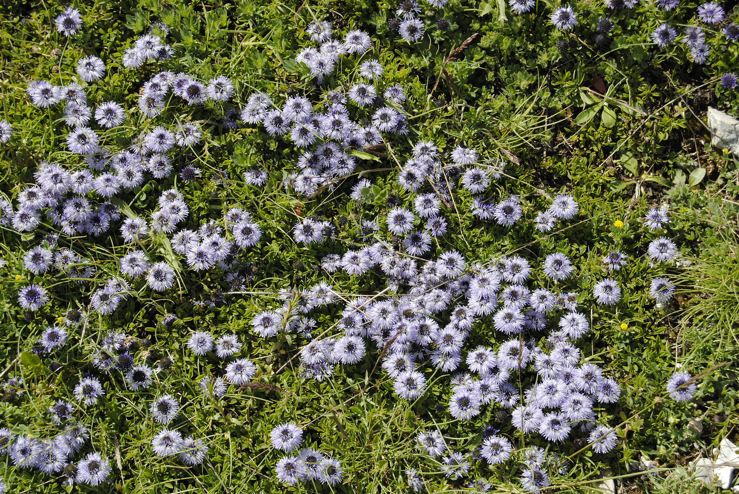 Globularia