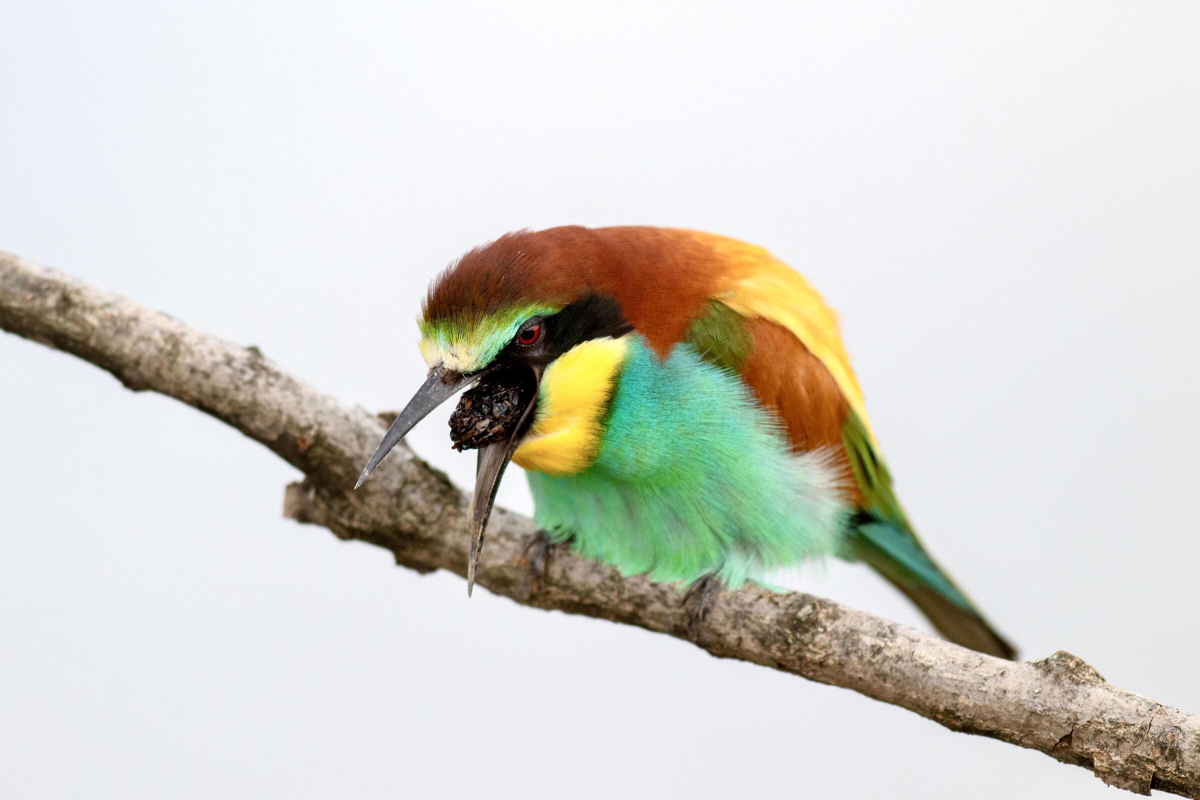 Bee-eater
