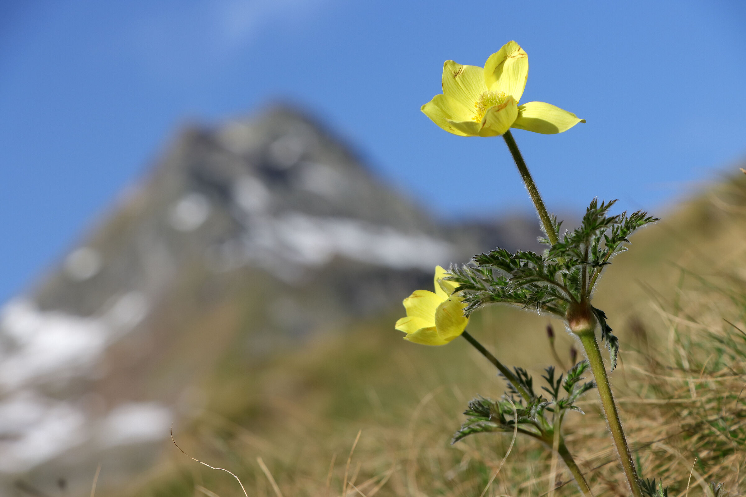 anemones at Pradella