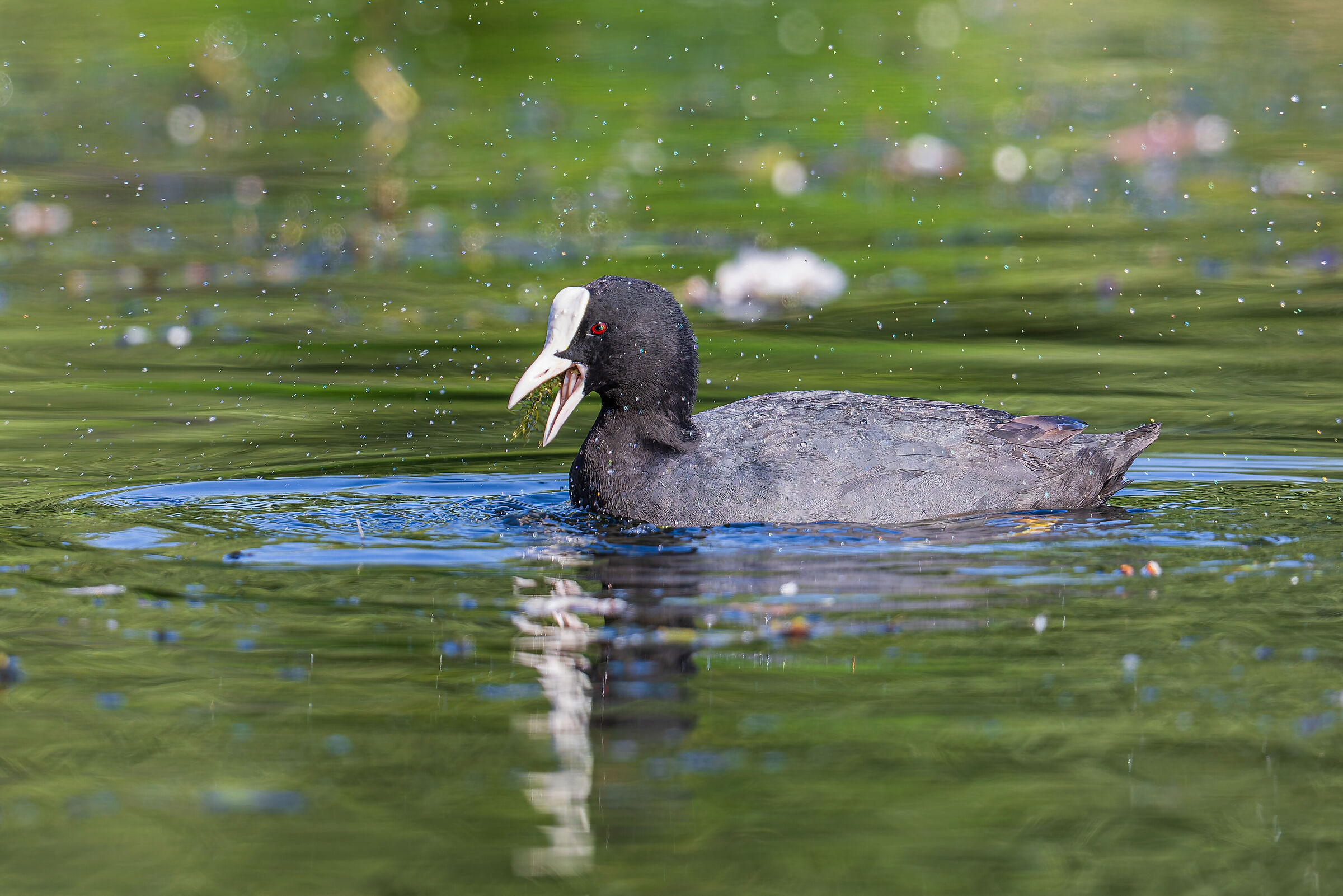 Common coot, uncommon photo