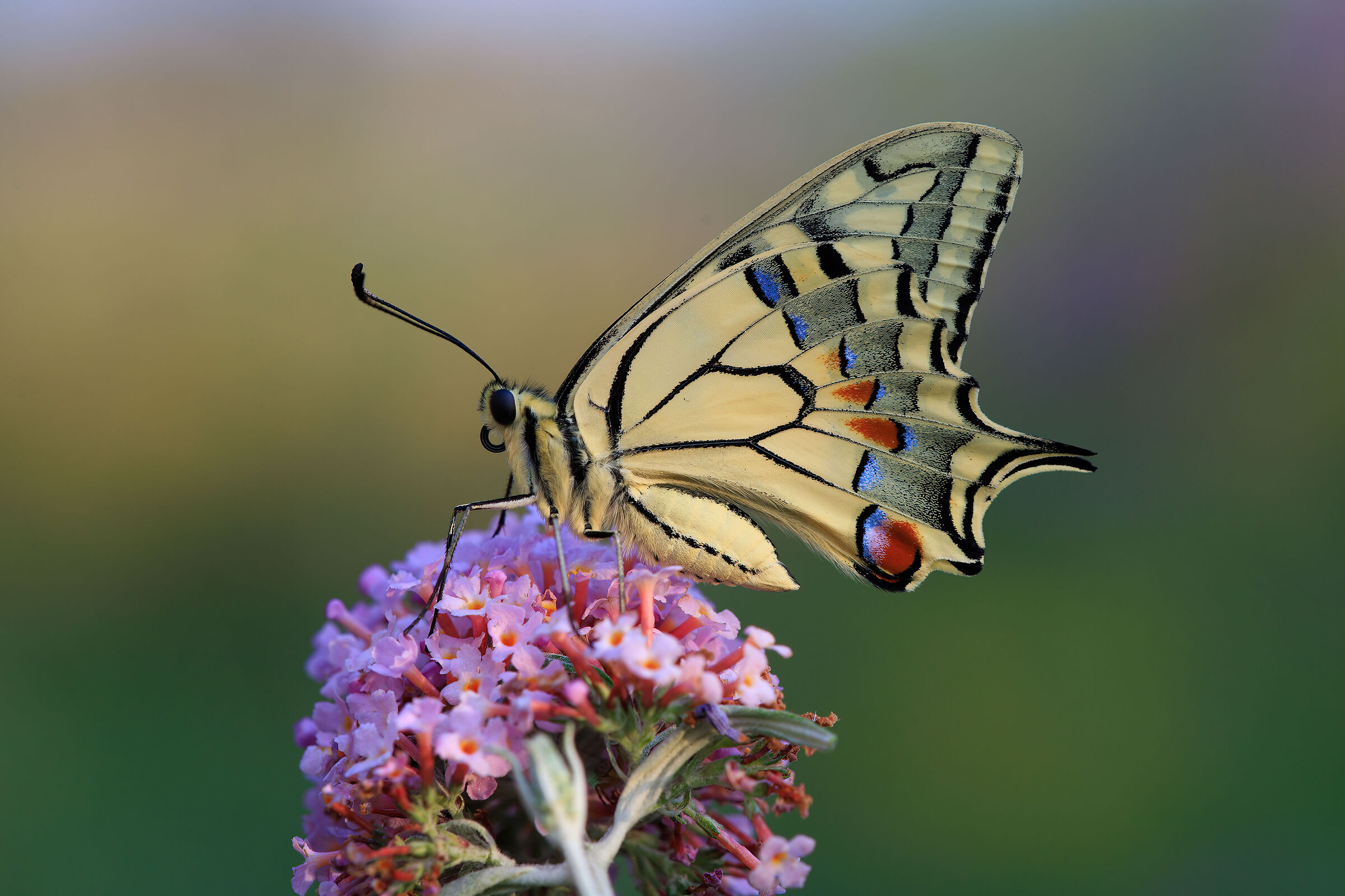 Swallowtail