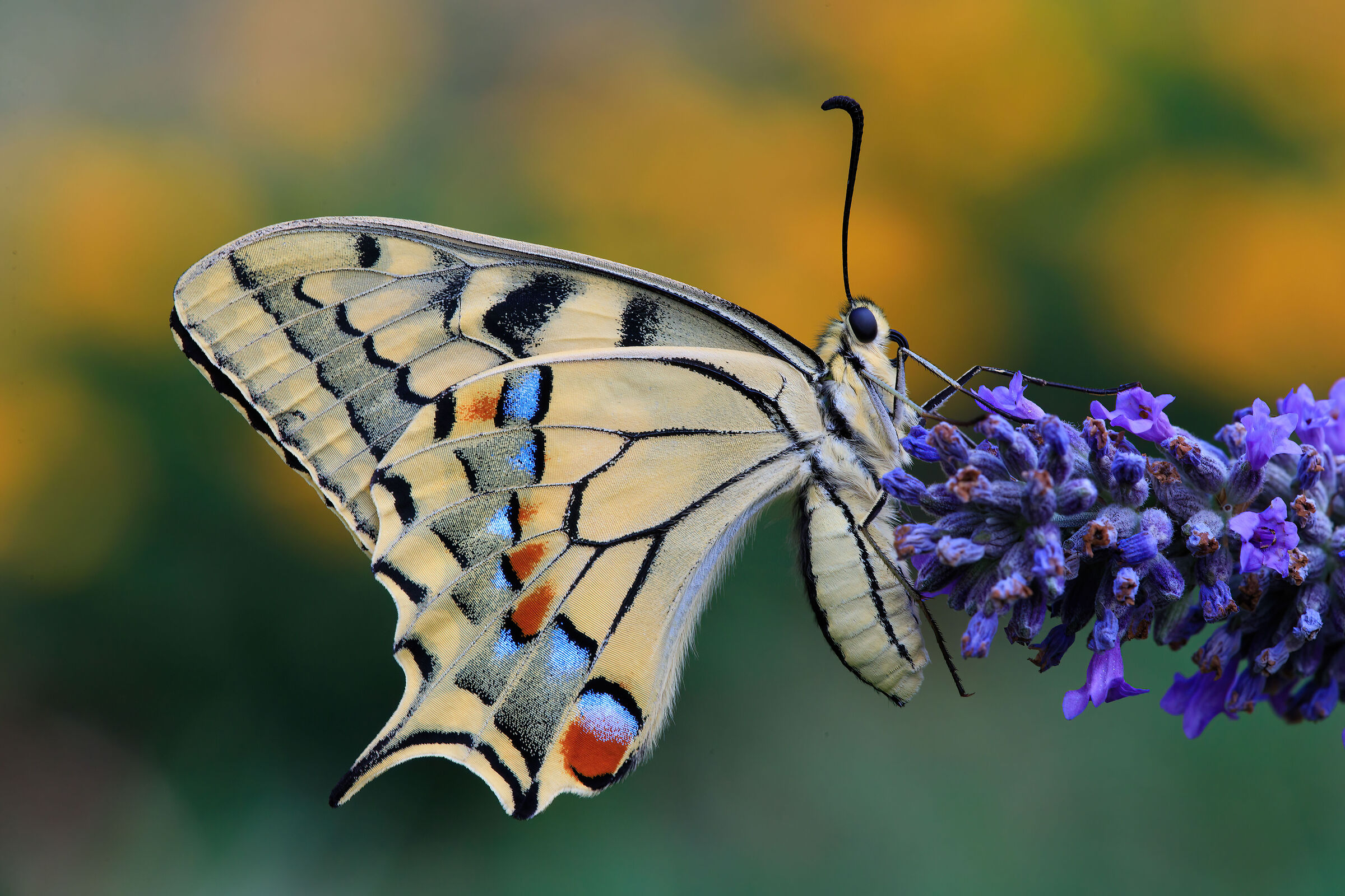 Swallowtail