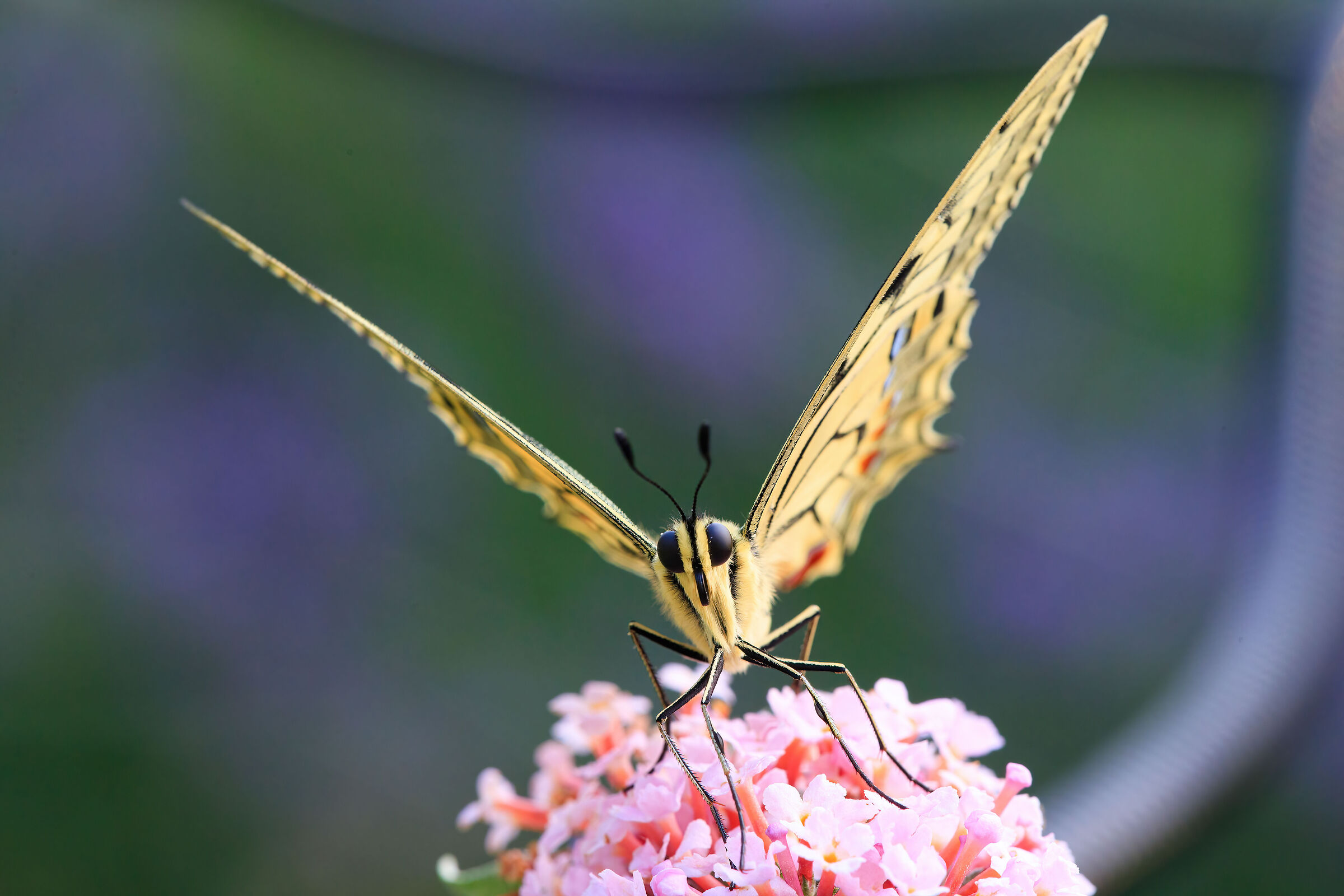 Swallowtail