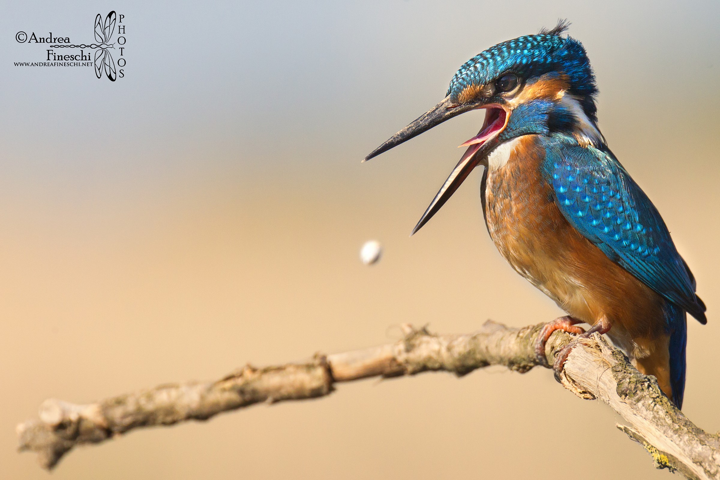 Martin pescatore: espulsione della borra