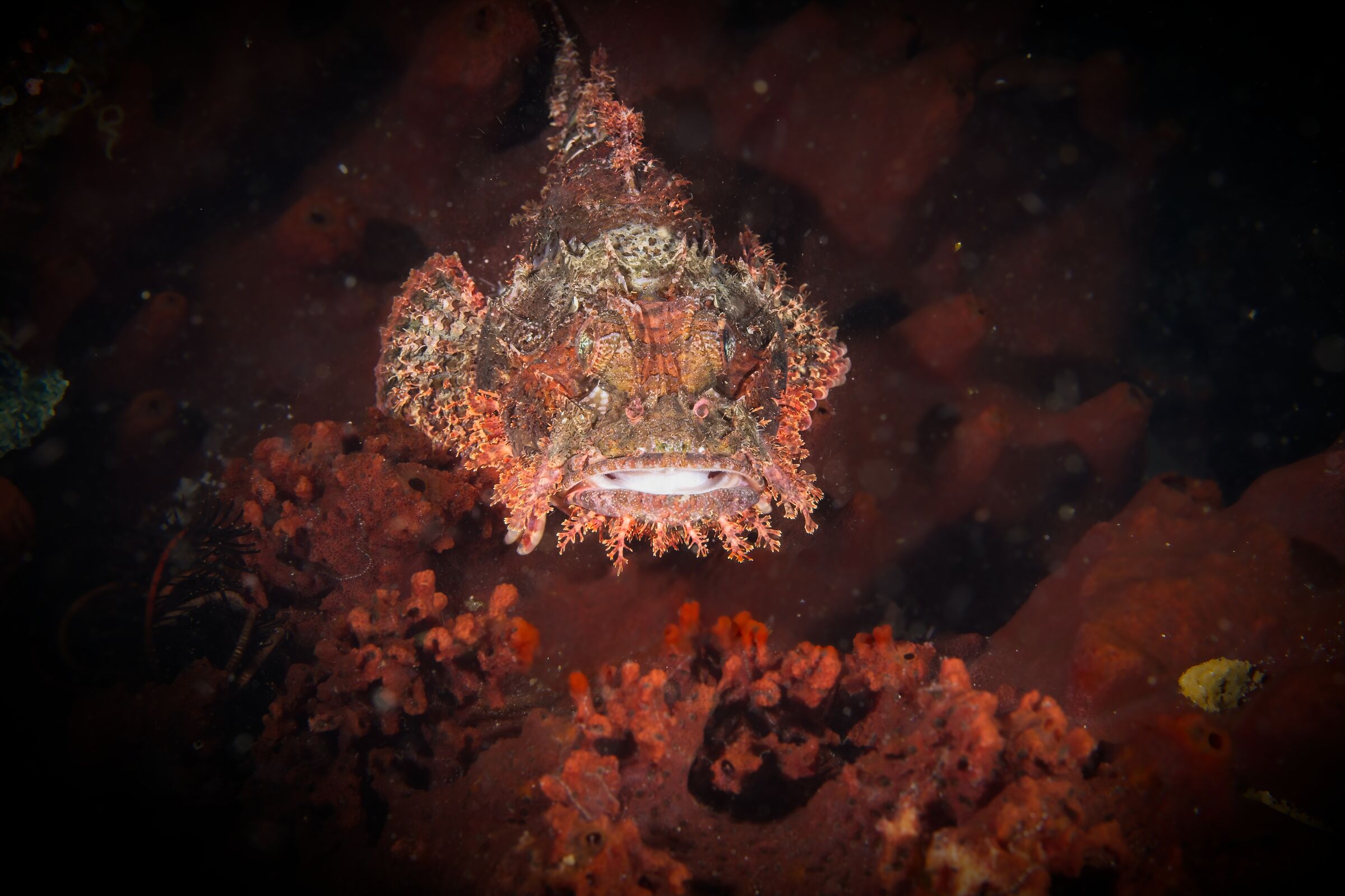 Tasseled scorpionfish