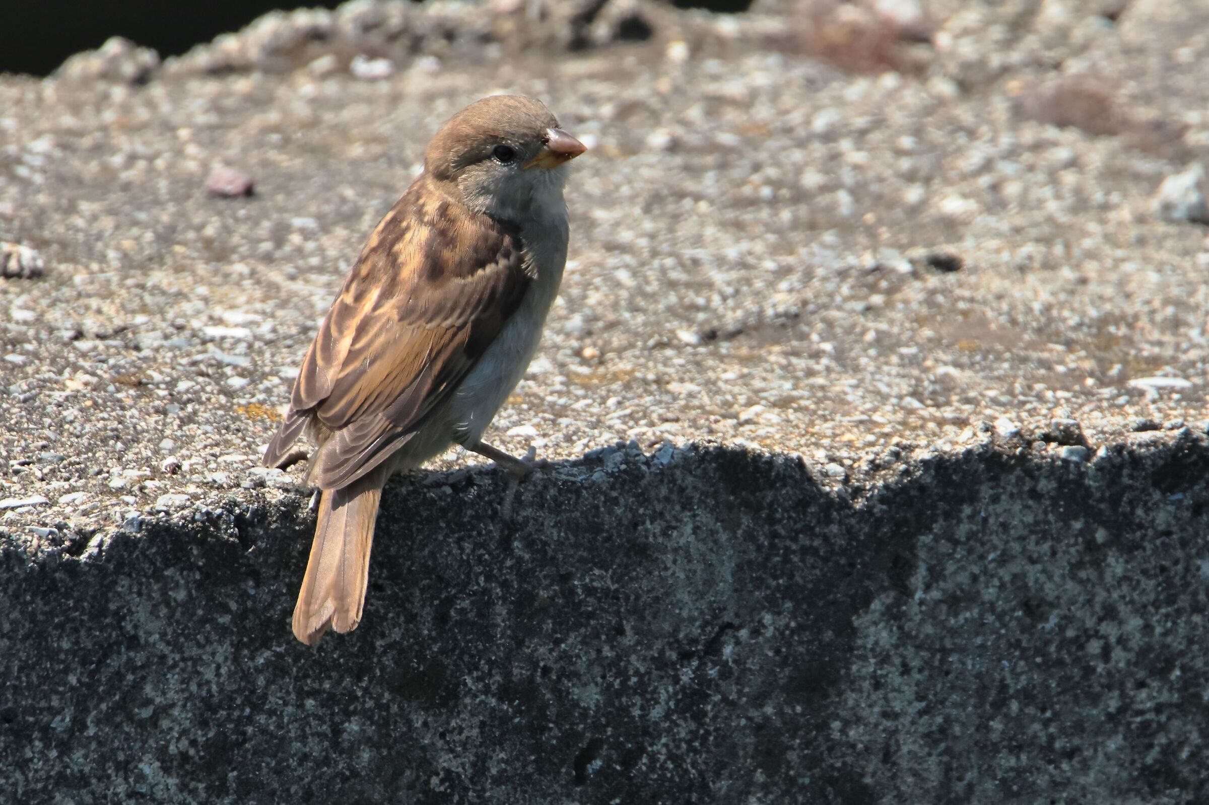 passerotto