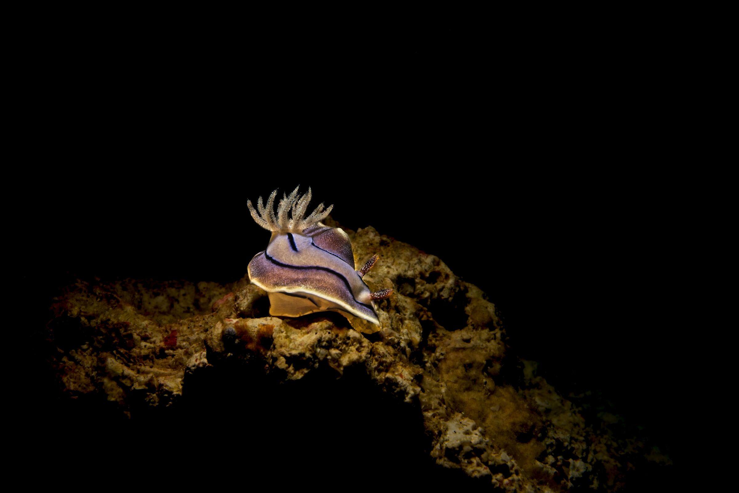 Willian's Chromodories