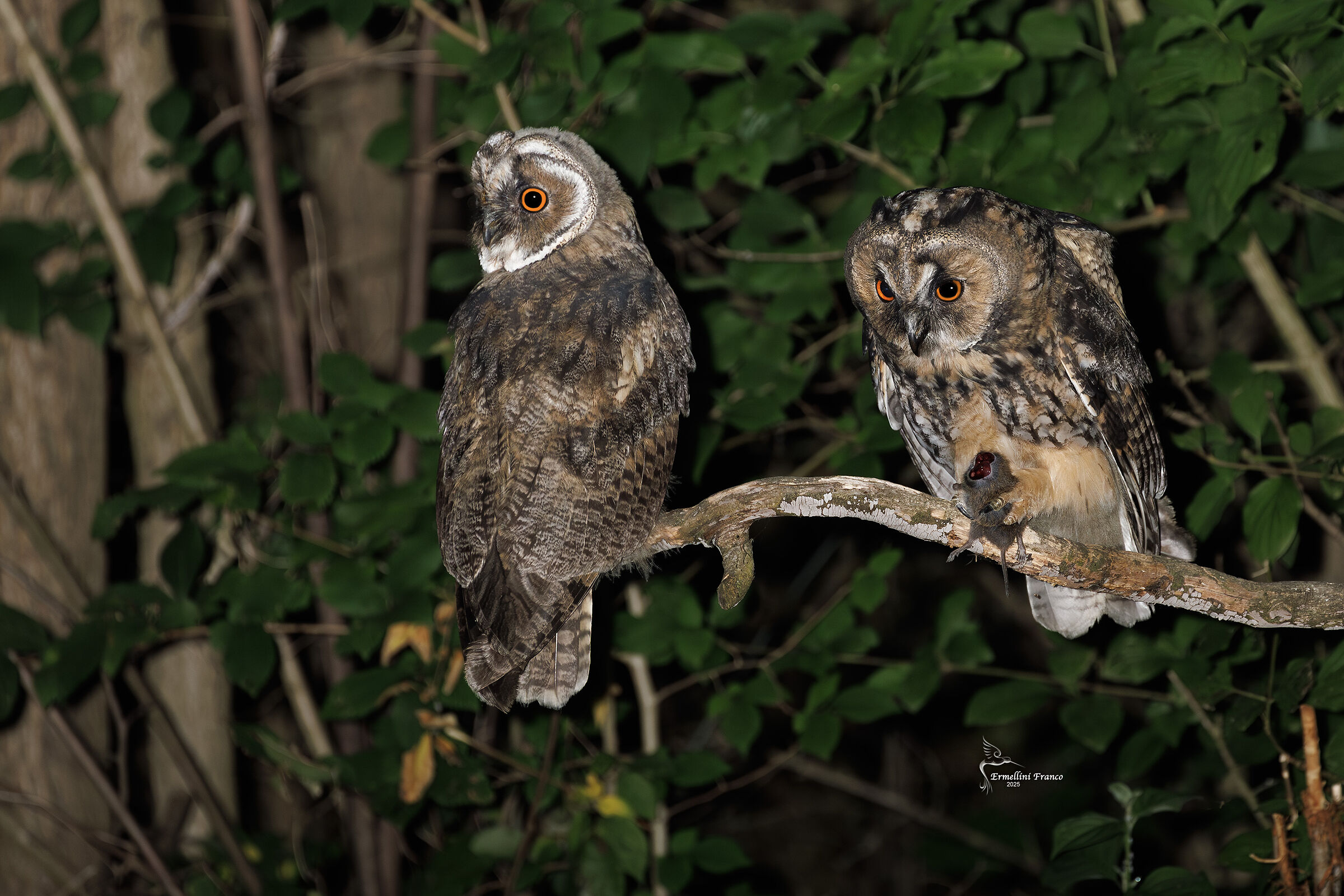 Long-eared owl