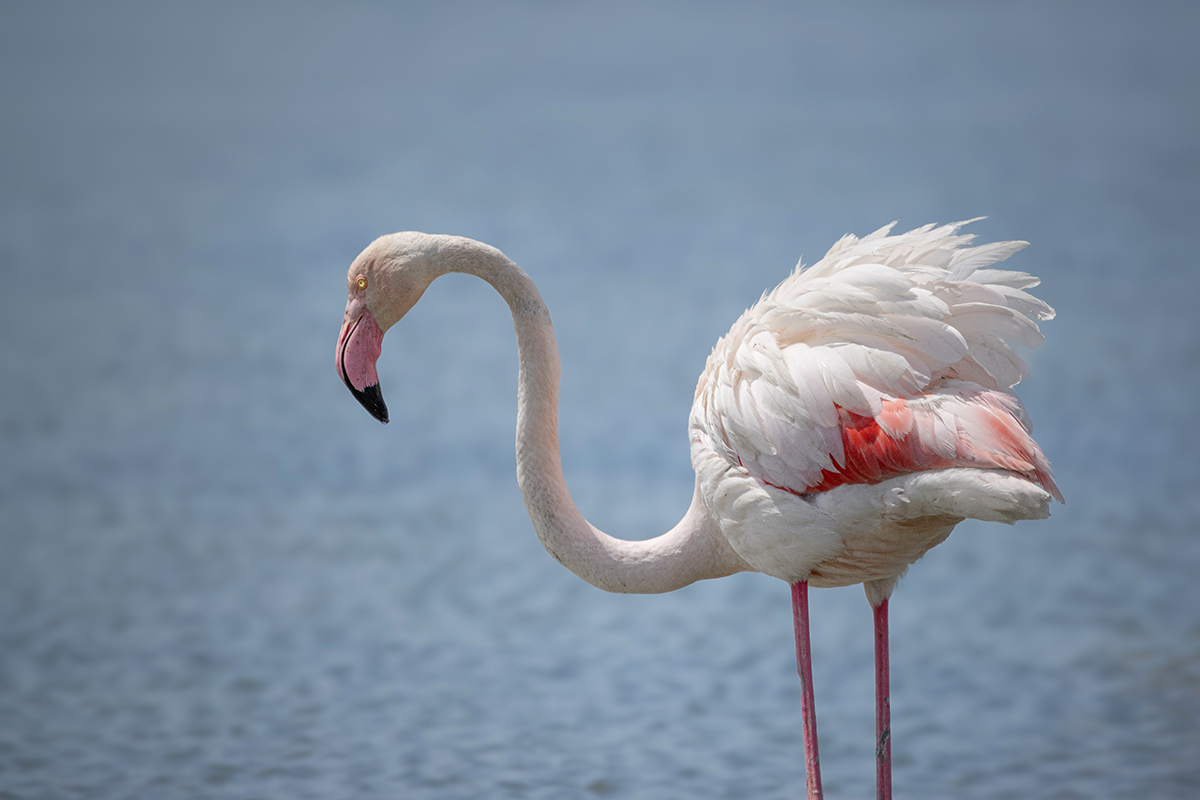 Fenicottero Saline di comacchio