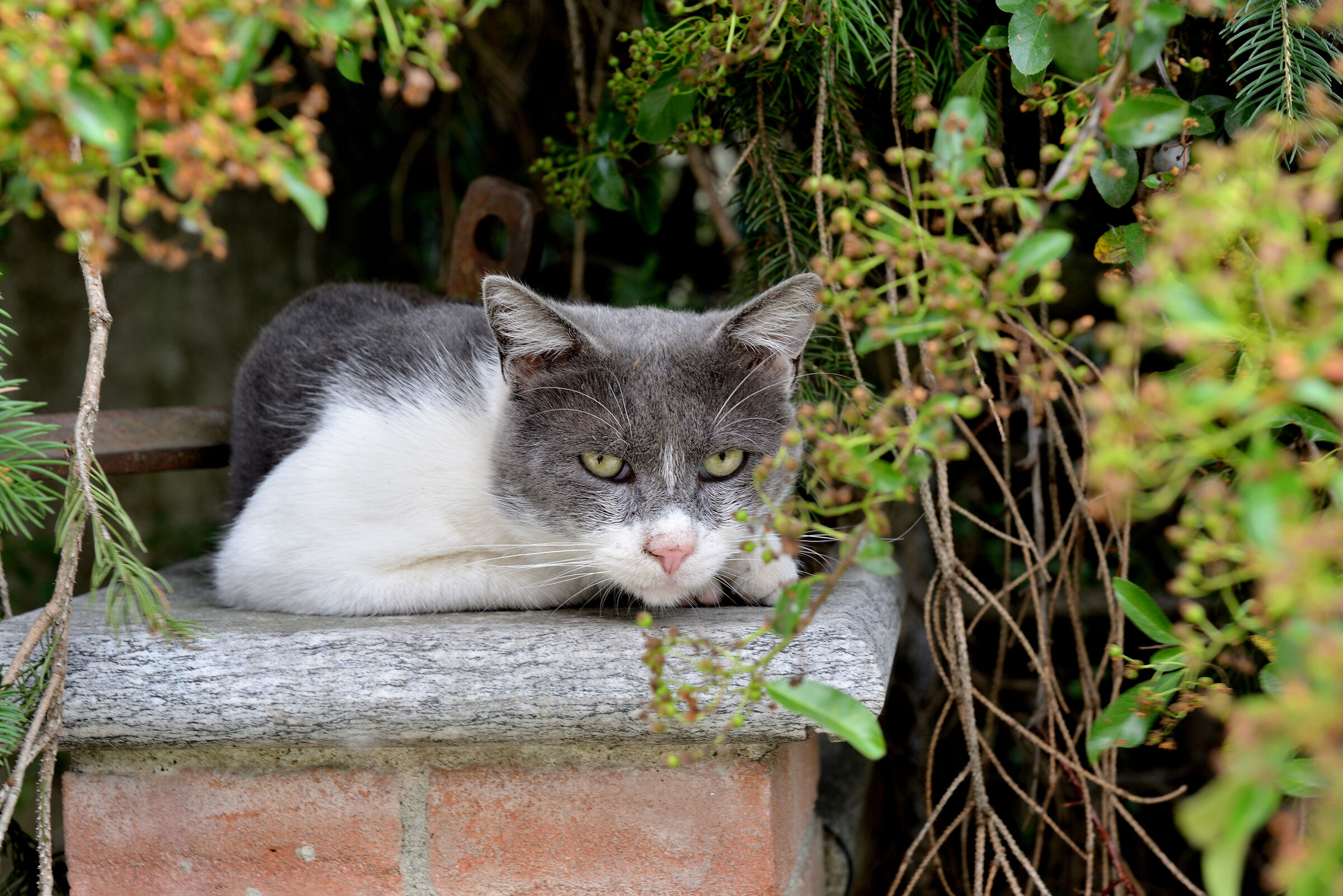 Gatto