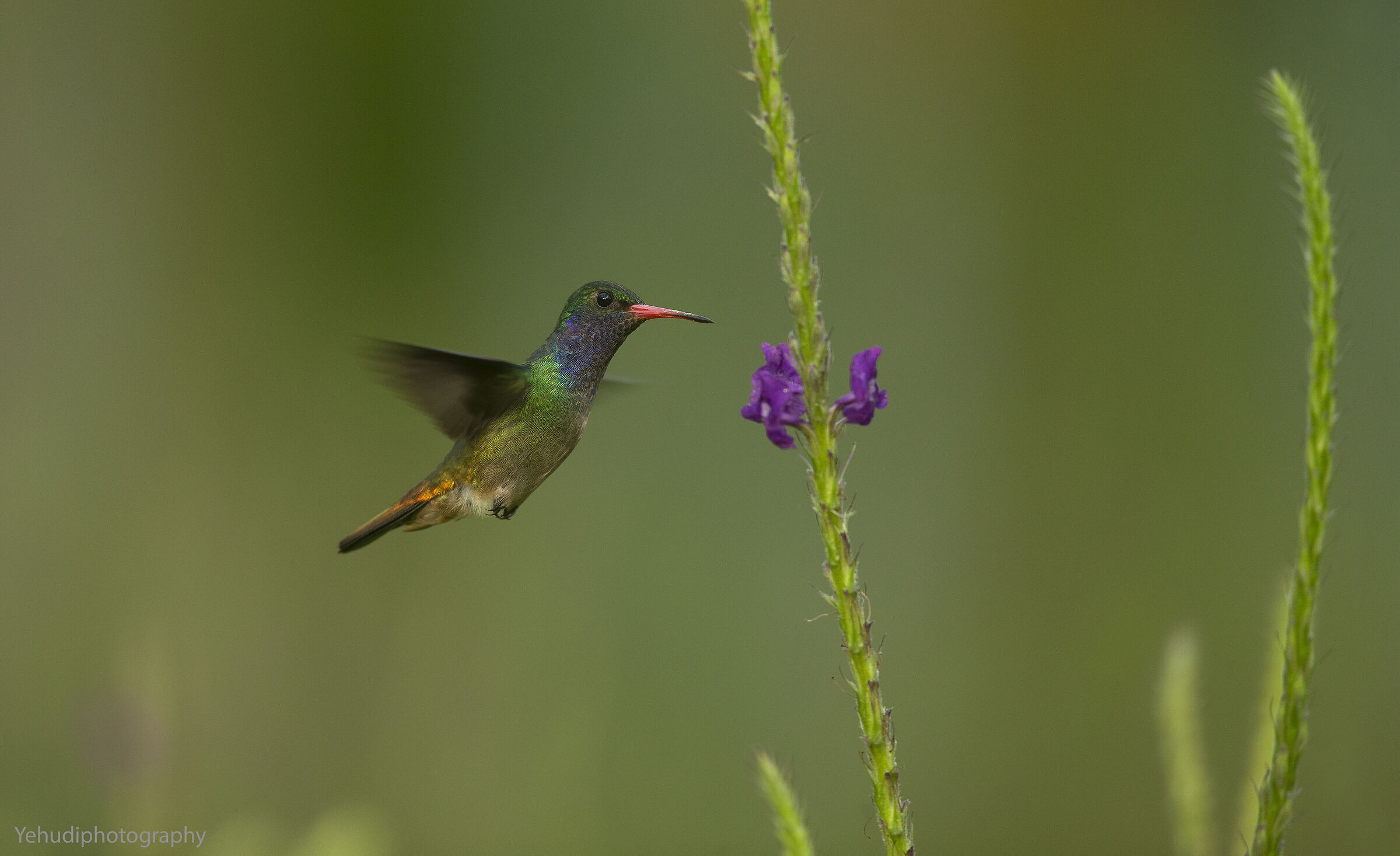 Blue throated golden tail