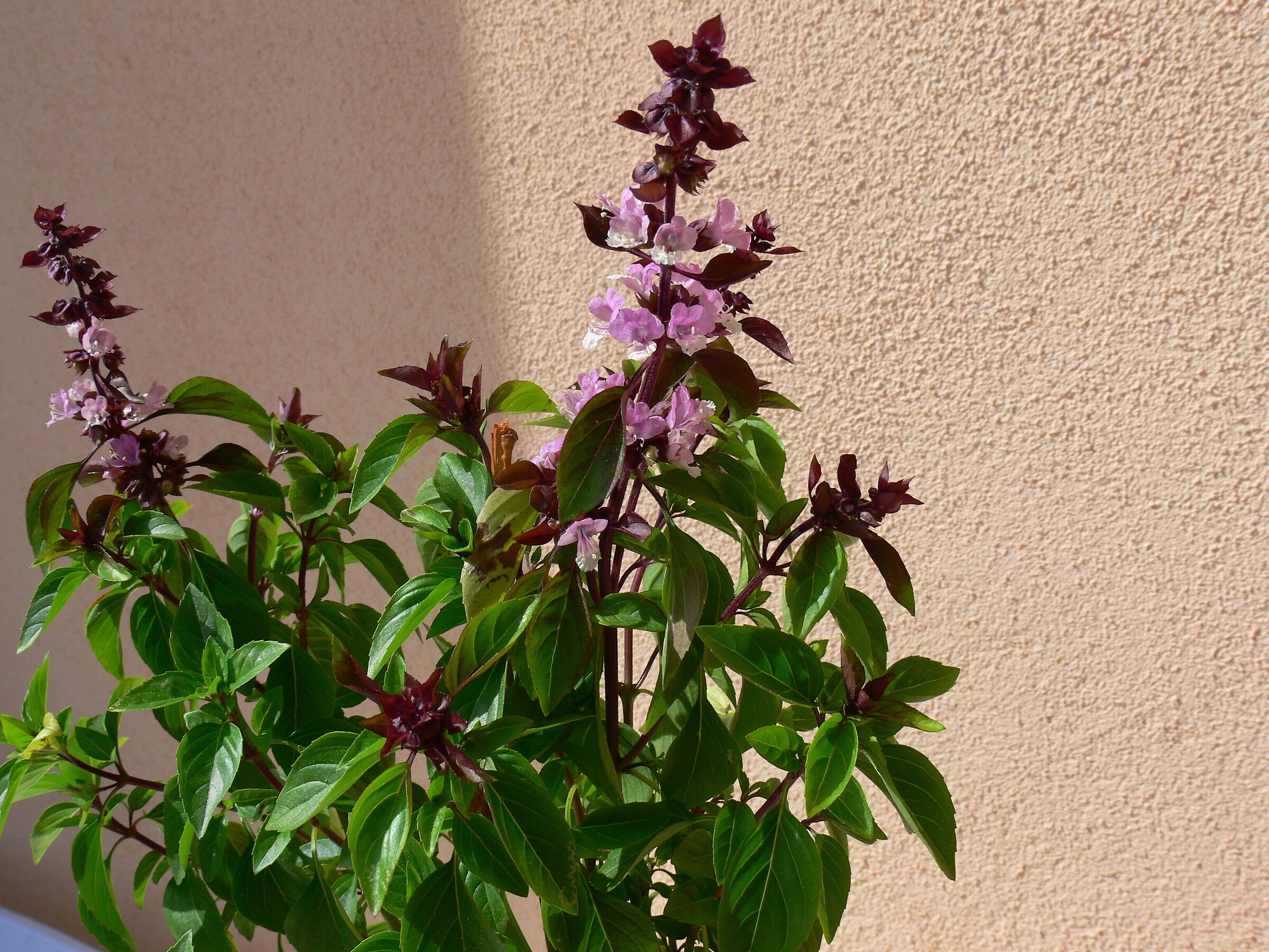 The flowers of basil