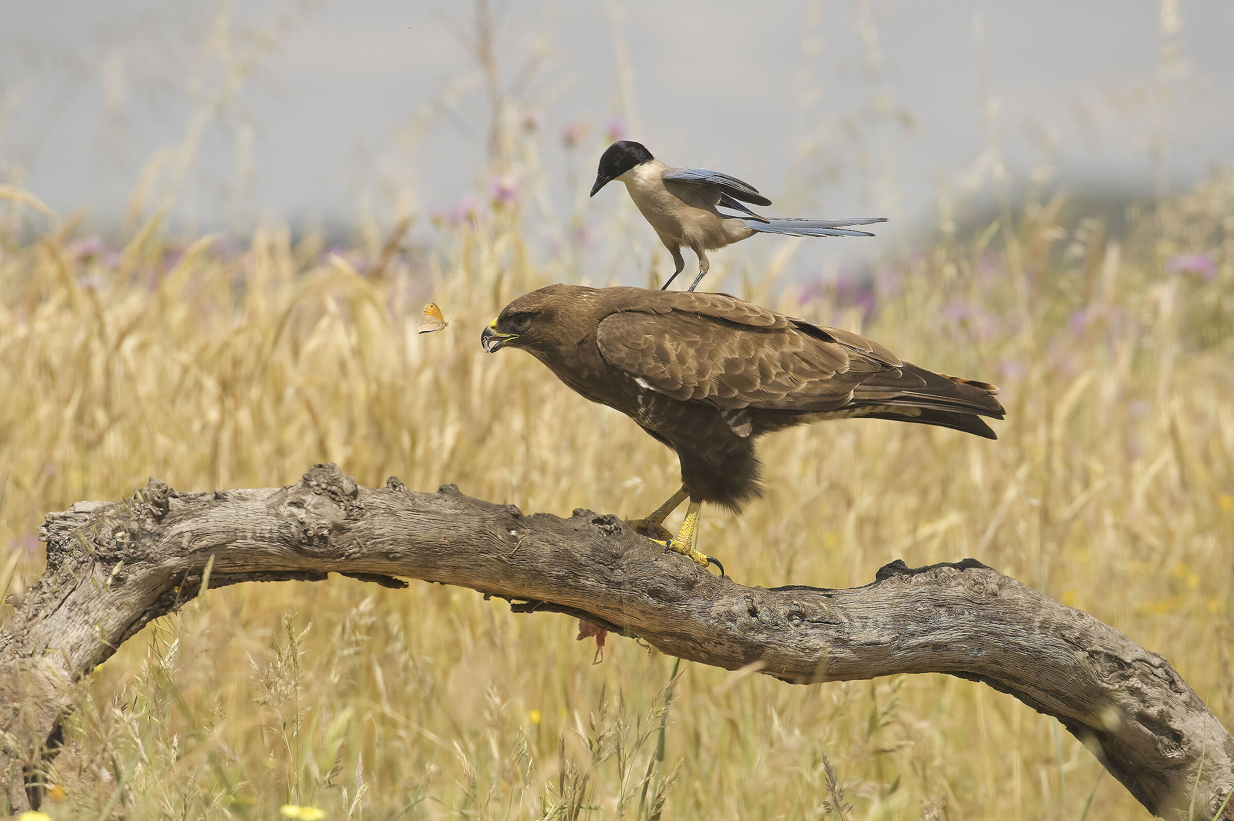 poiana , gazza e farfalla.....