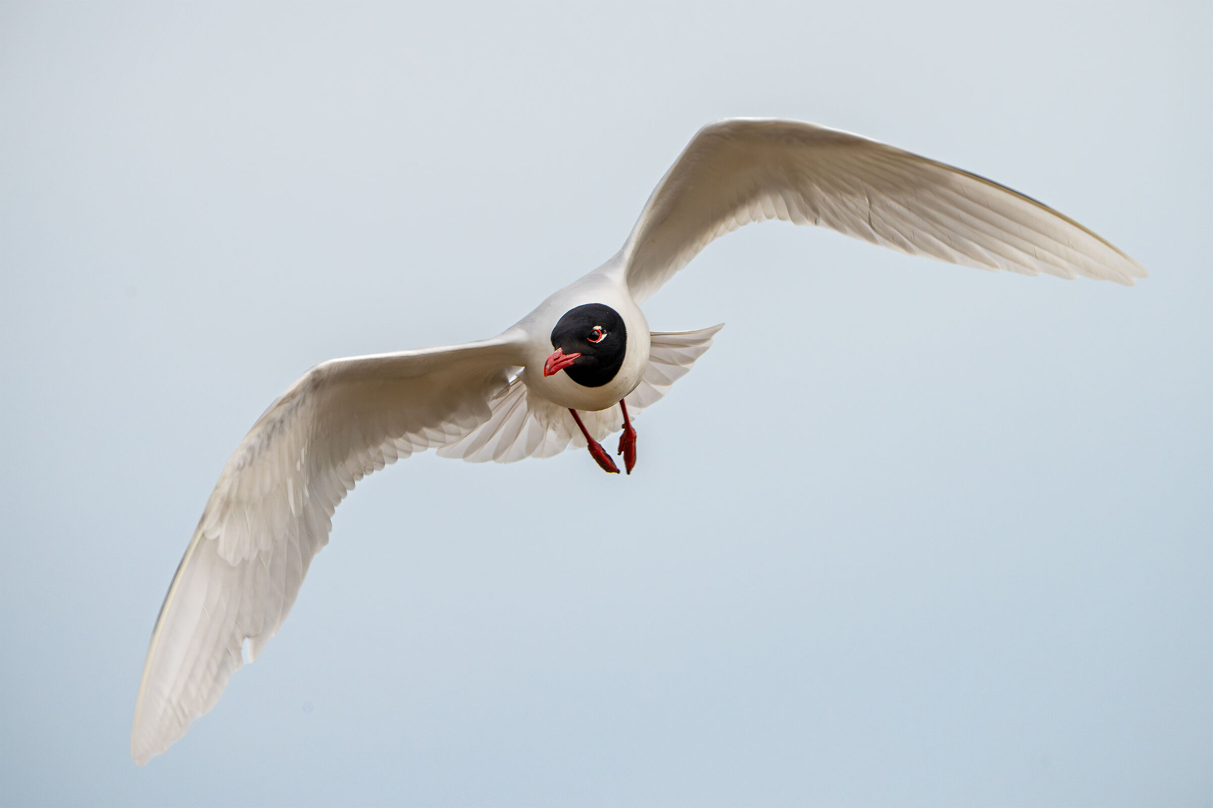 Mediterranean gull
