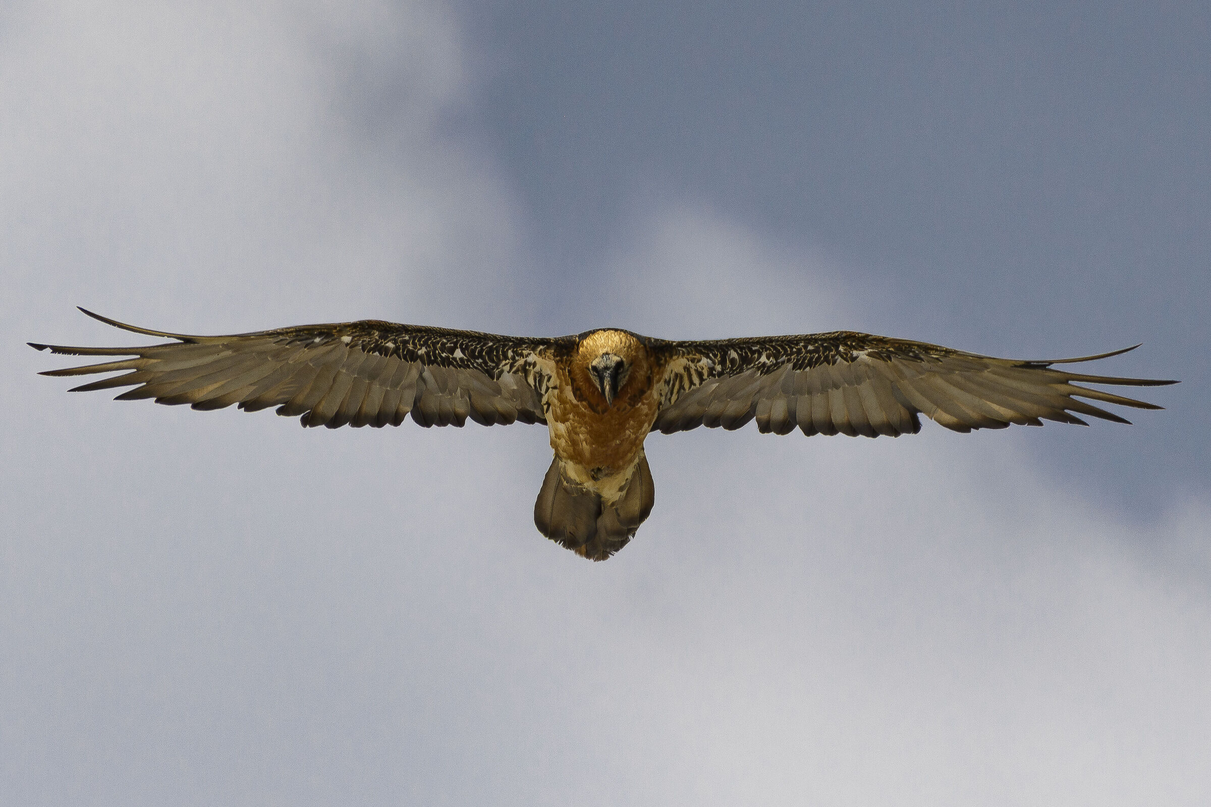 Bearded Vulture