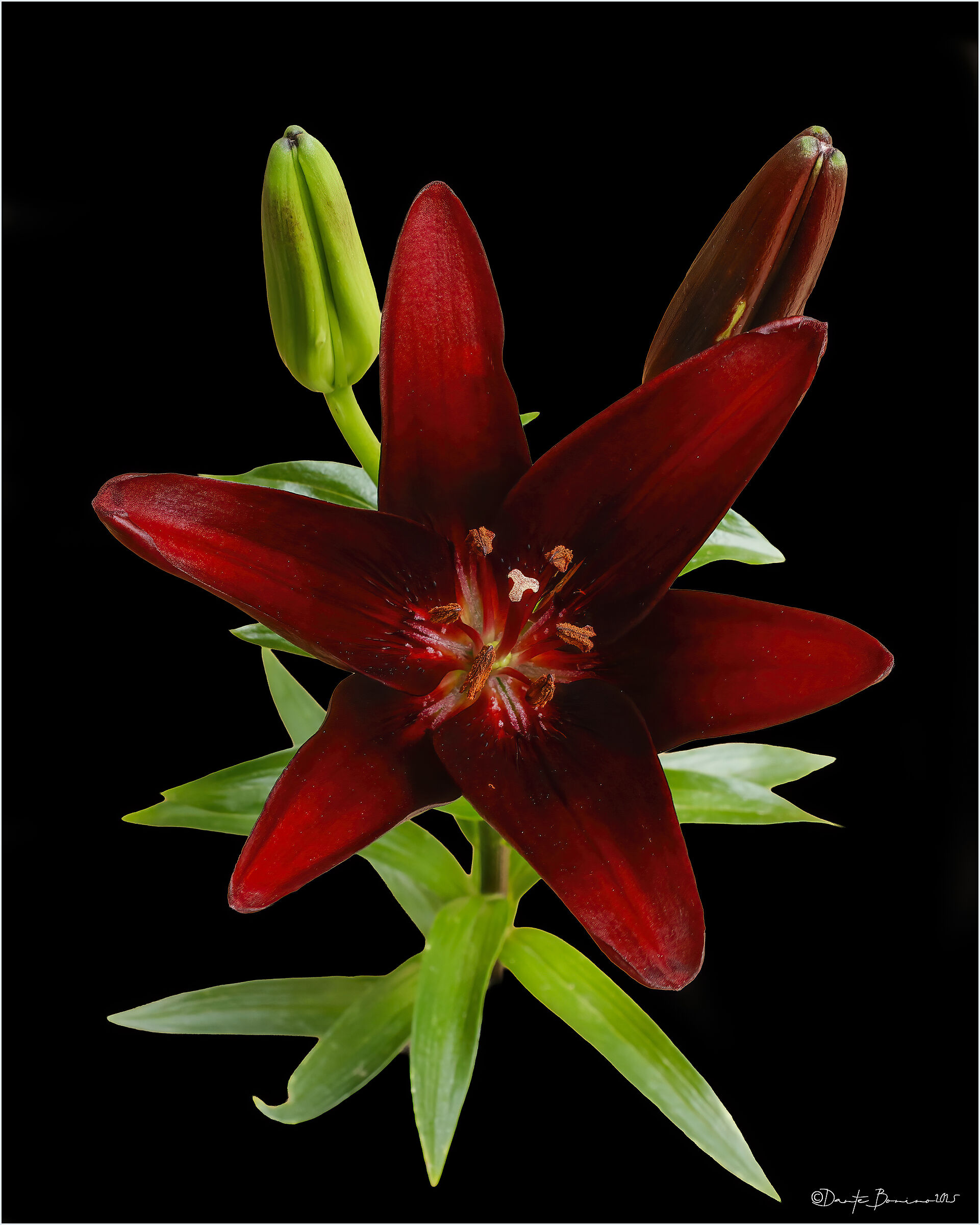 Mapira Black Lily