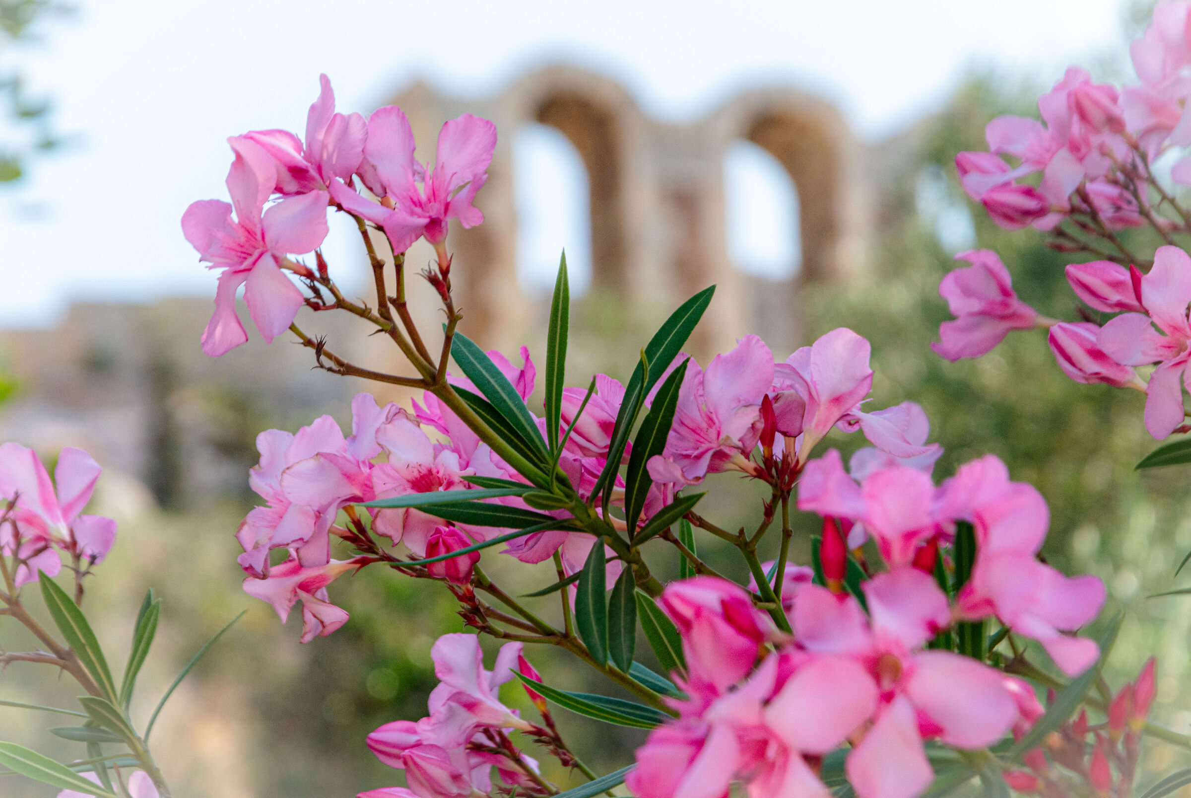 Athens, between flowers and history
