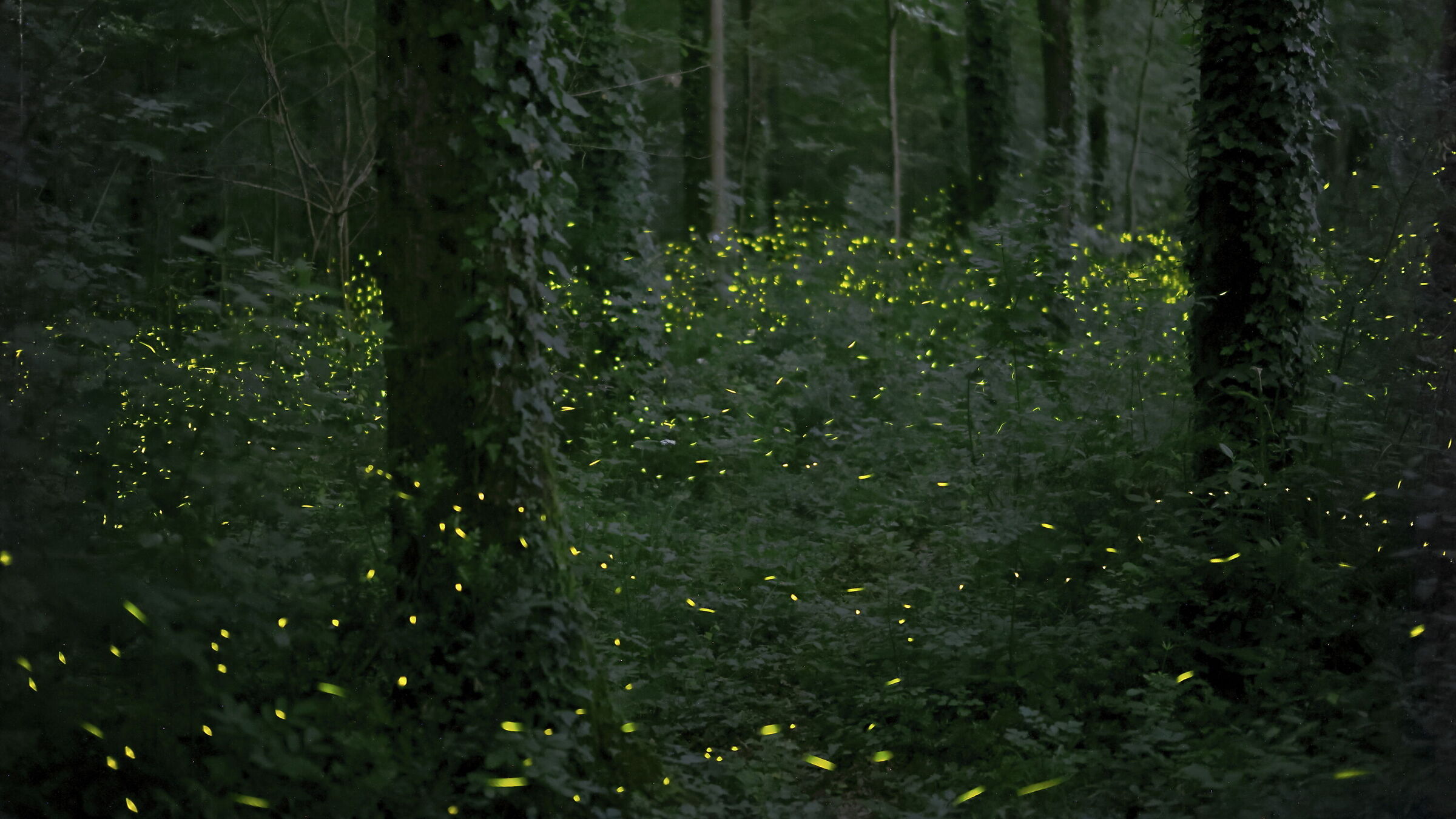 Le lucciole nel silenzio illuminano il bosco
