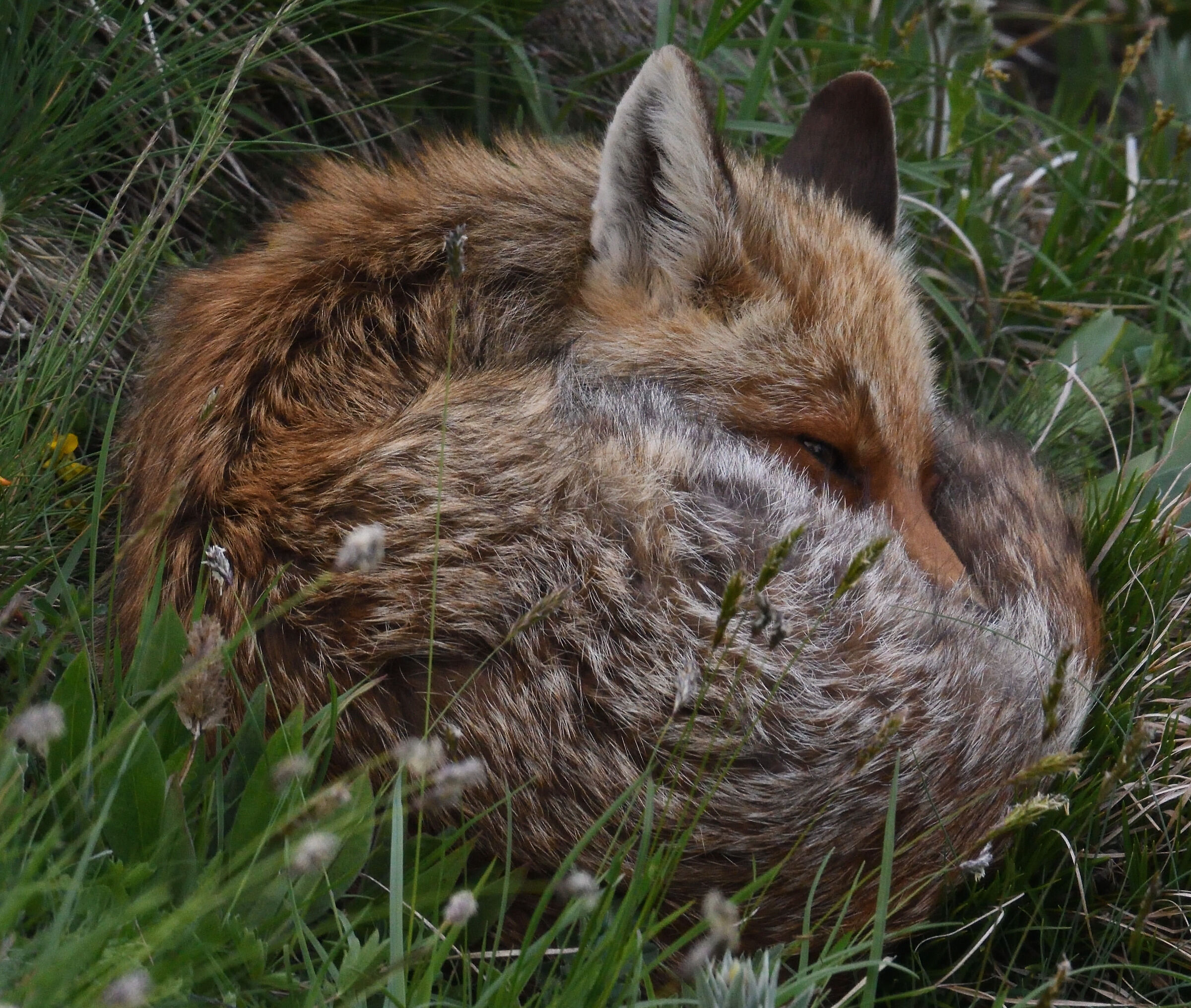 Not a dormouse