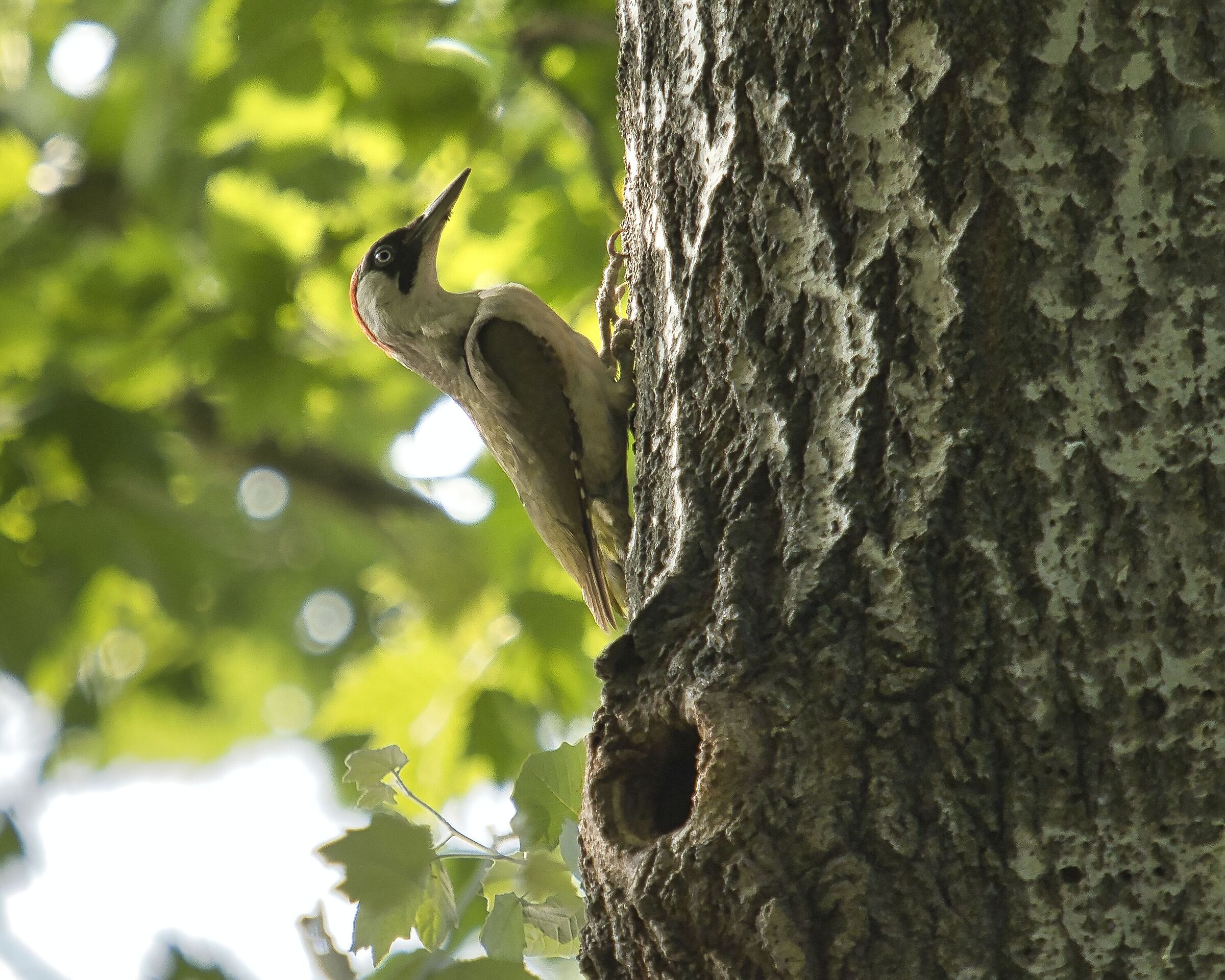 Green woodpecker