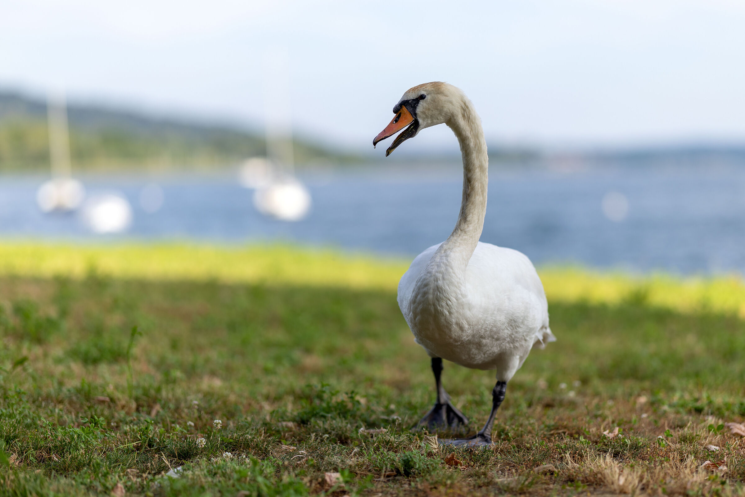 Swan portrait at f/1.2