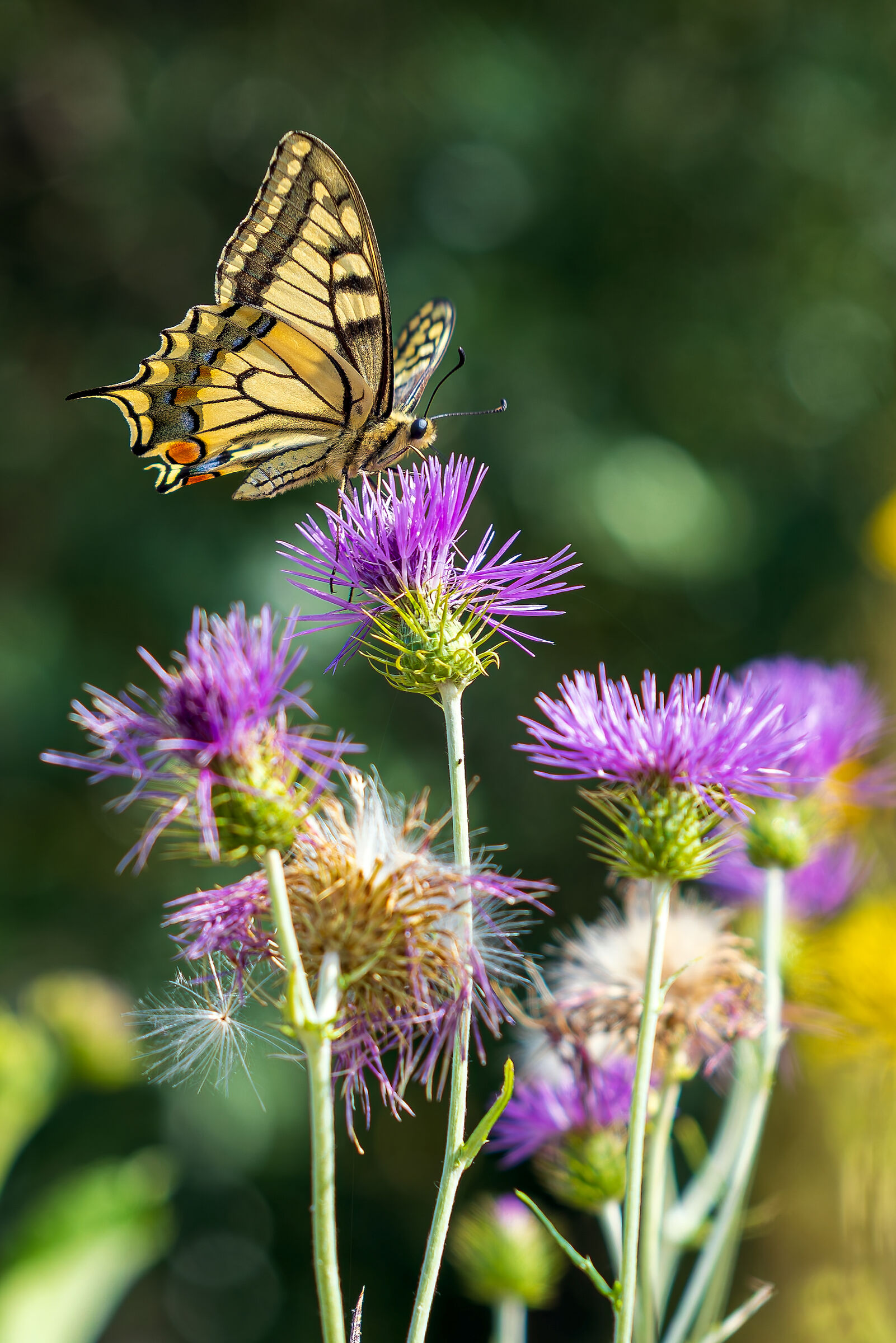 Macaone always a spectacle