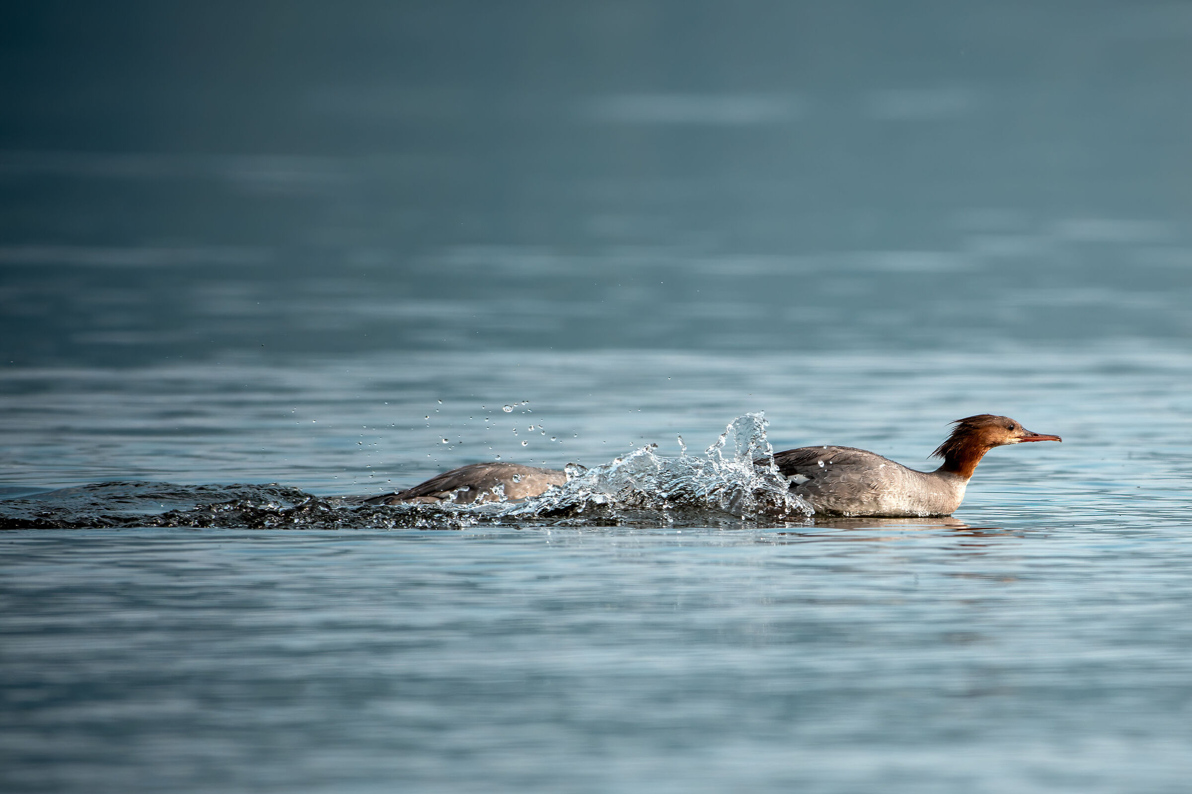 The Eurasian Merganser race
