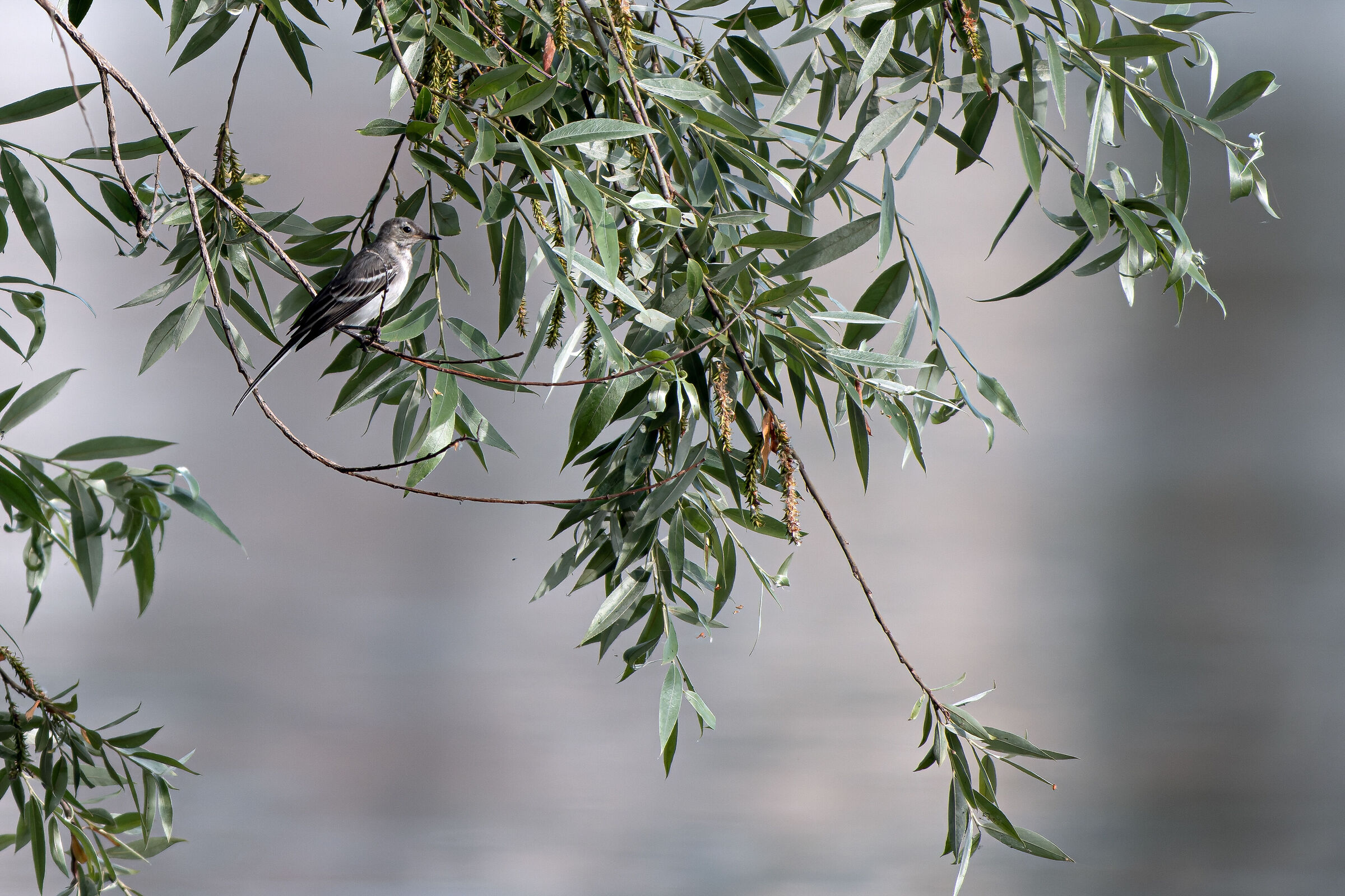 The hidden ballerina