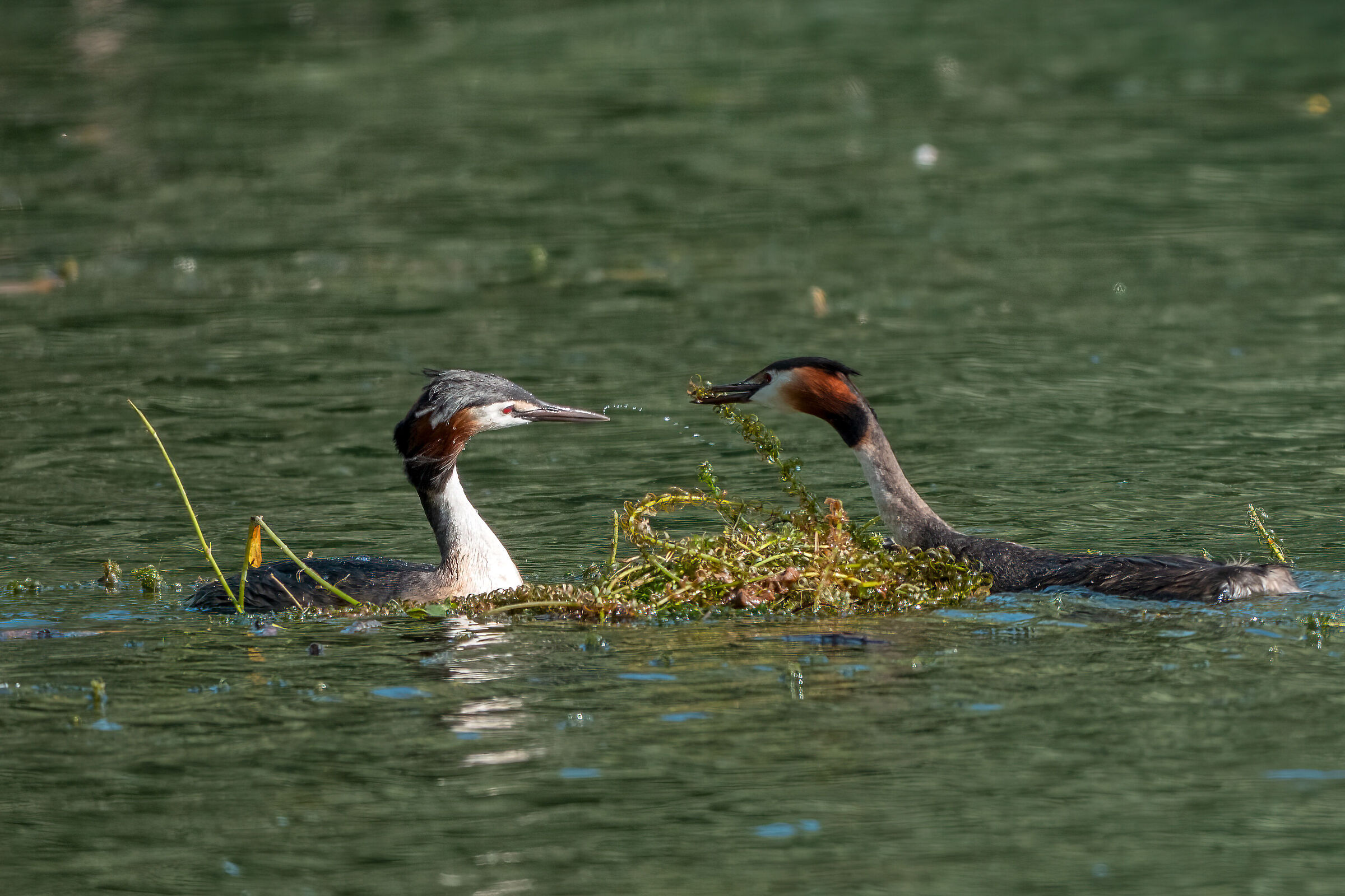 The teamwork of great crested grebes