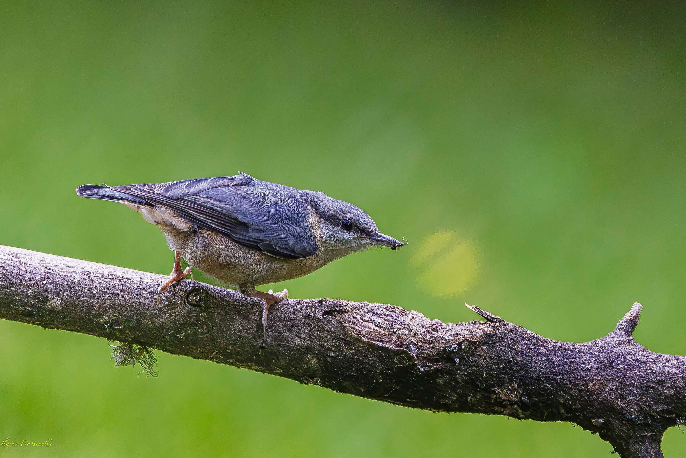 Nuthatch and ant