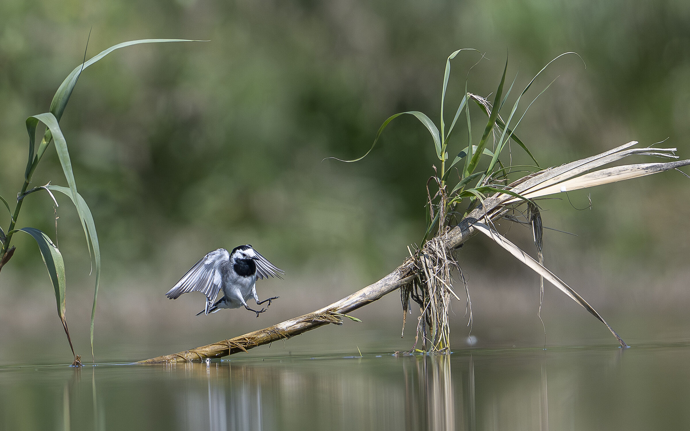 White wagtail