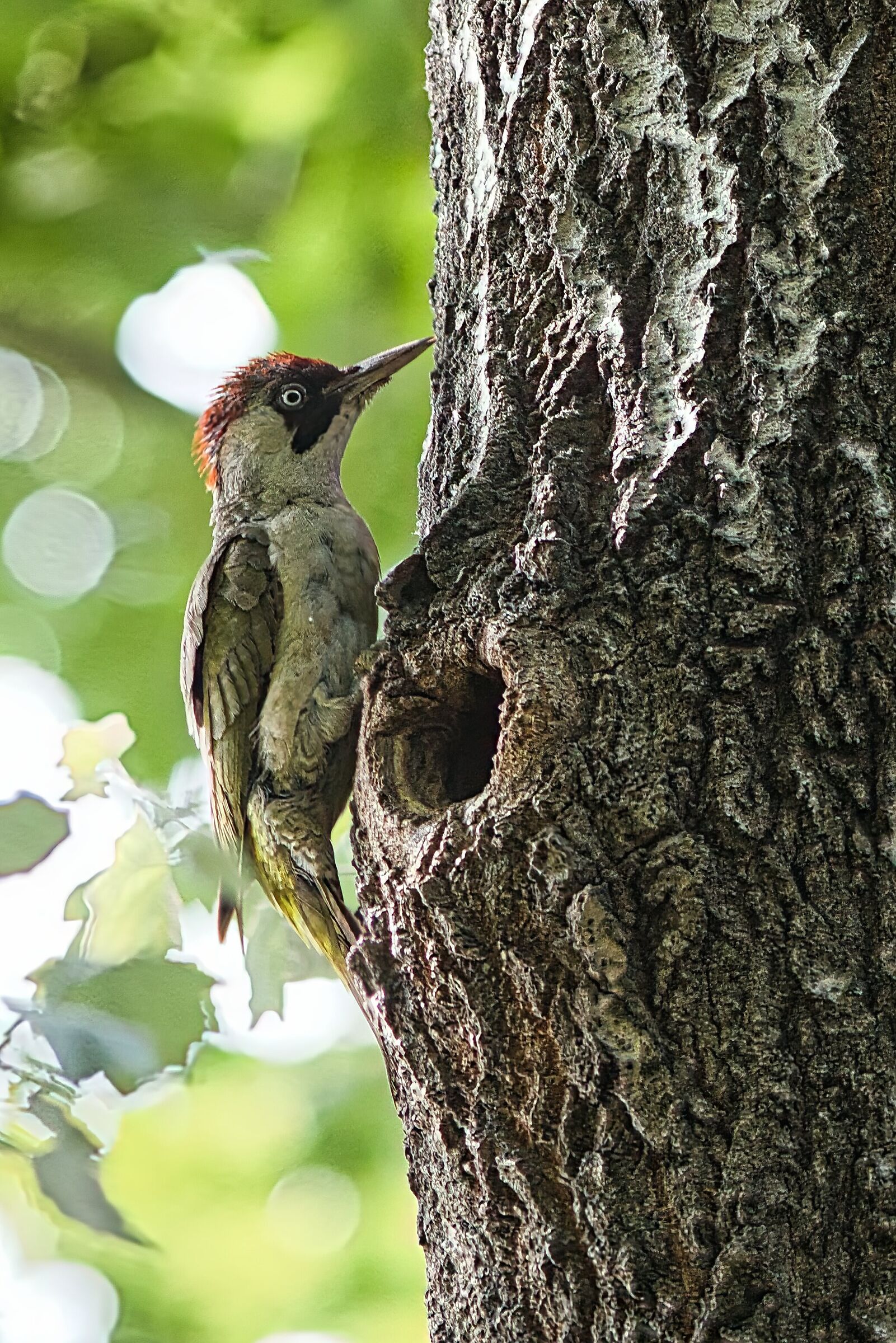 Green woodpecker