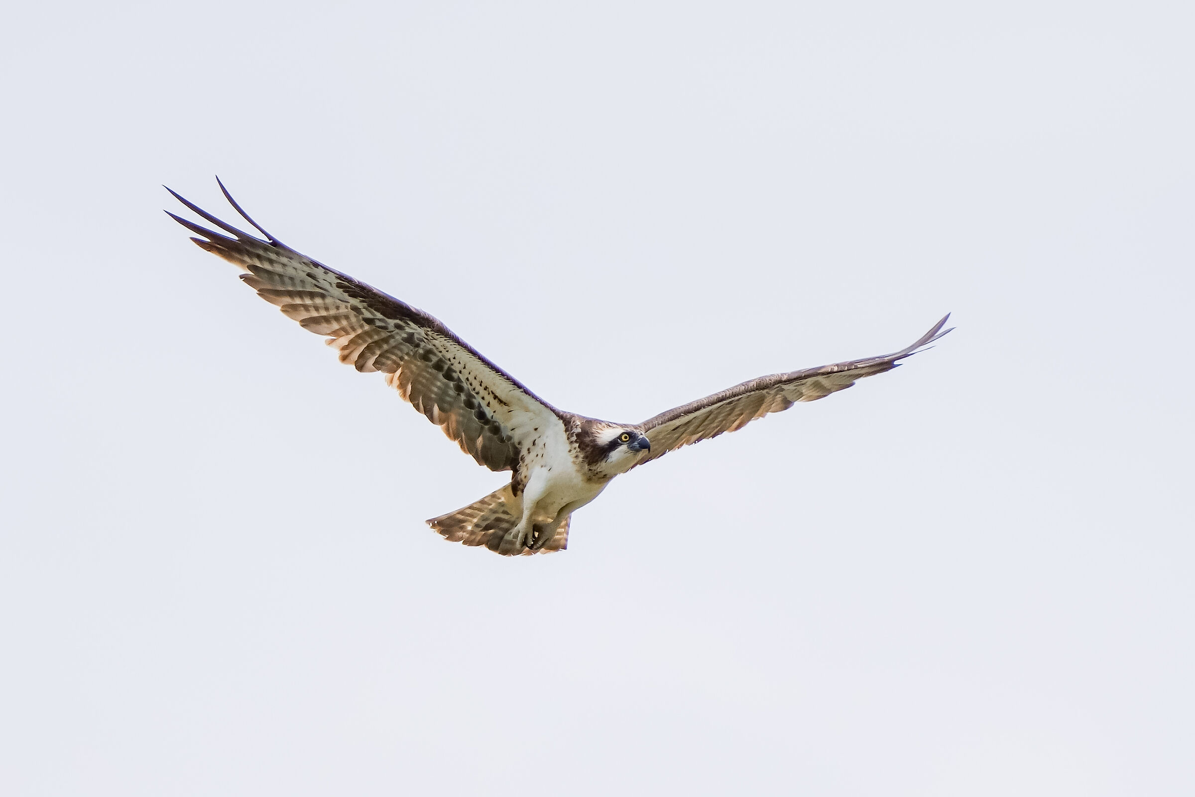 Falco Pescatore