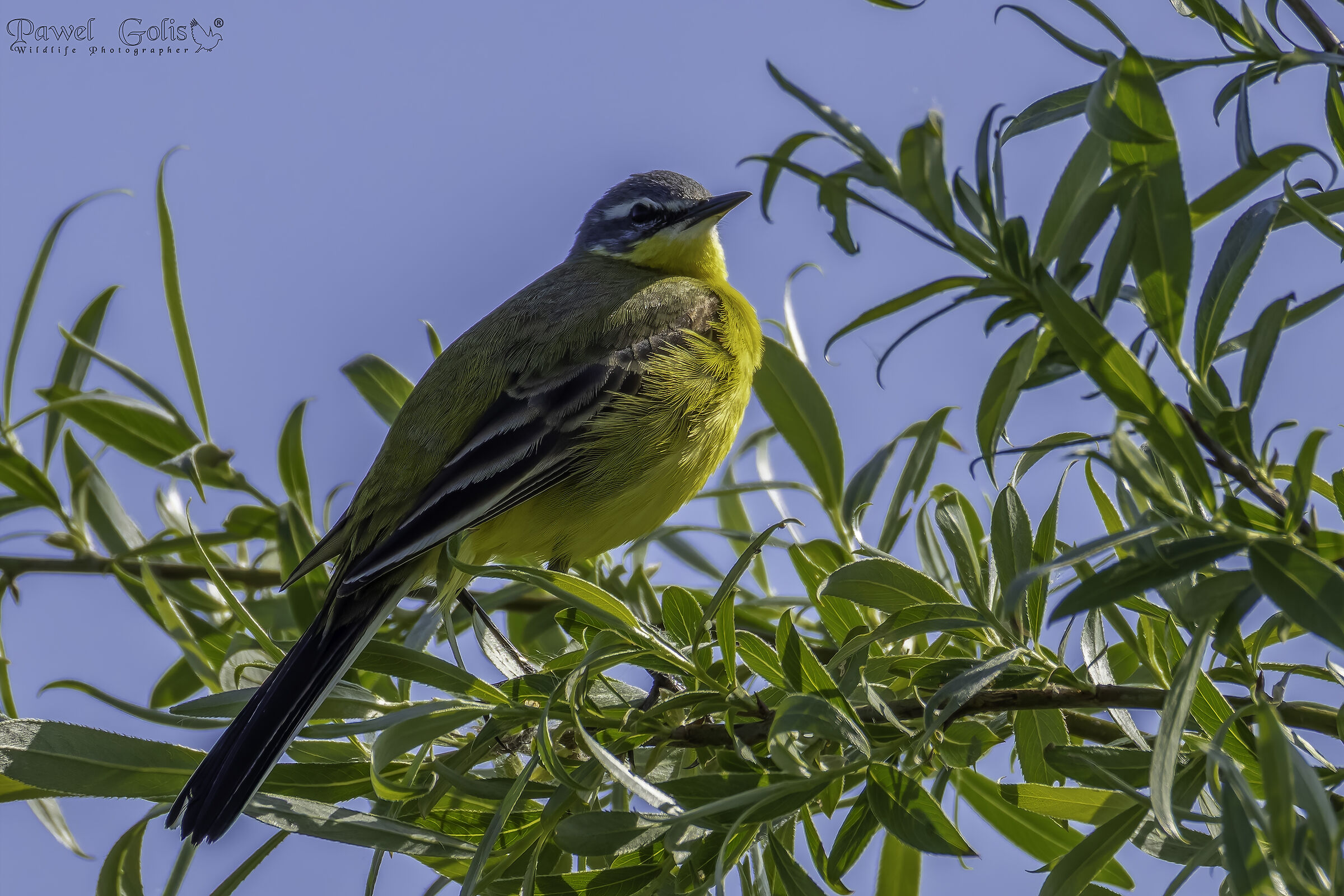 Ballerina gialla (Motacilla flava)