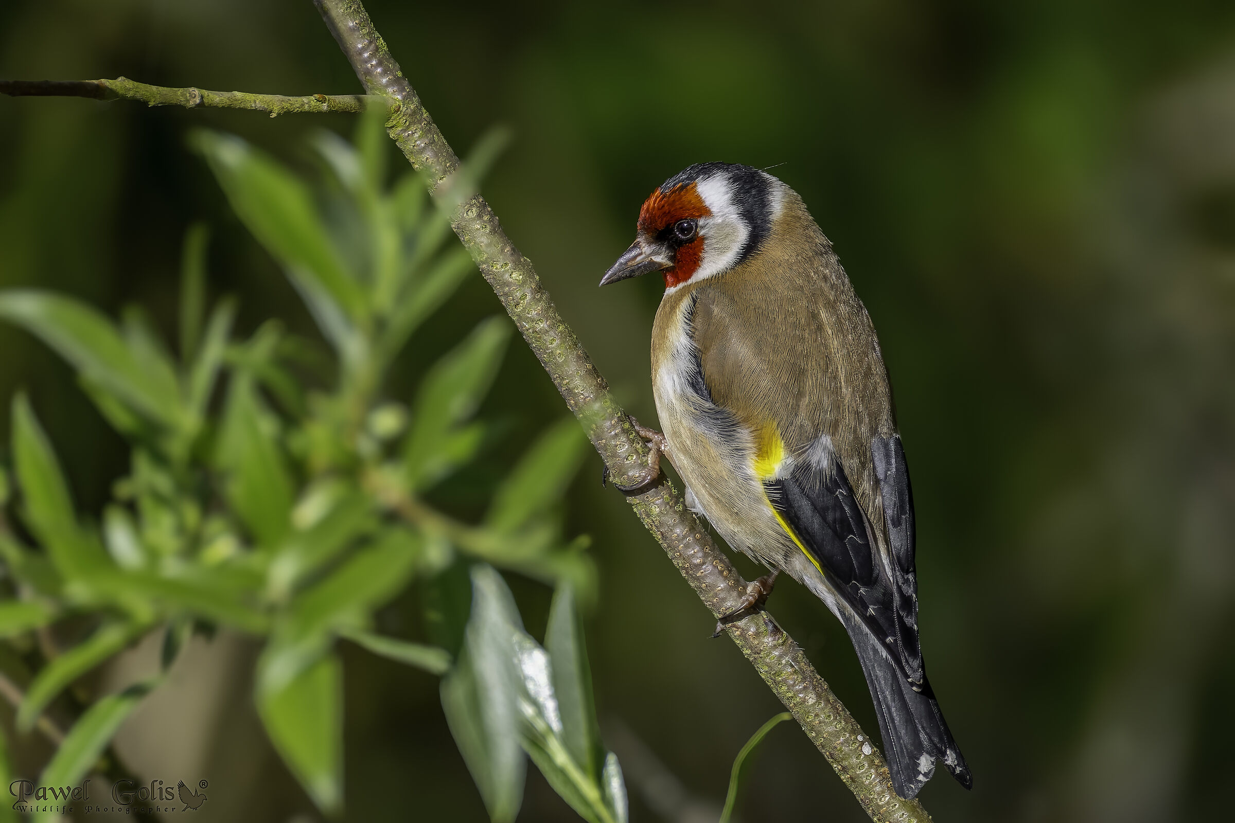 Cardellino (Carduelis carduelis)