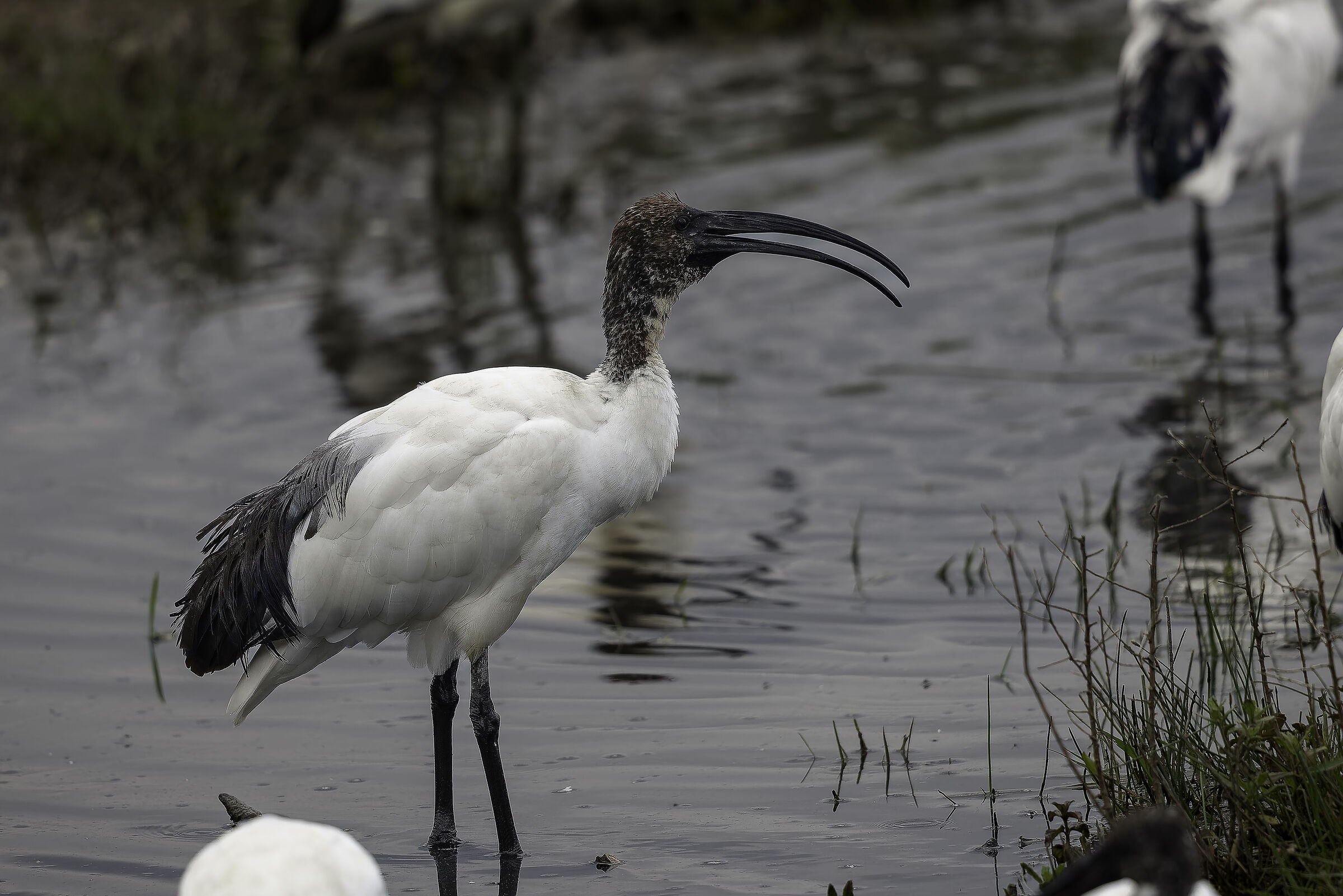 Sacred Ibis