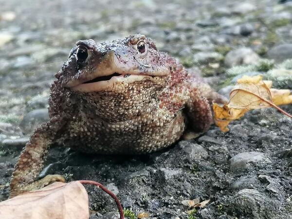 Foto