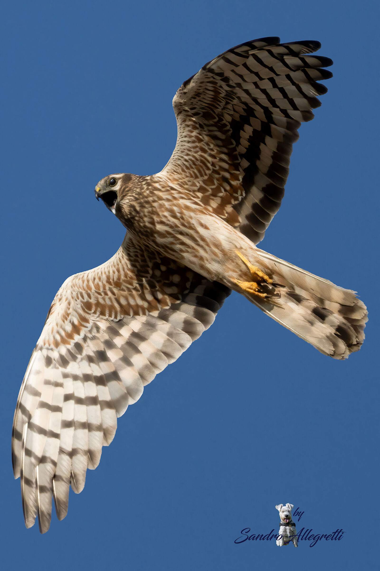 L'albanella minore (Circus pygargus)