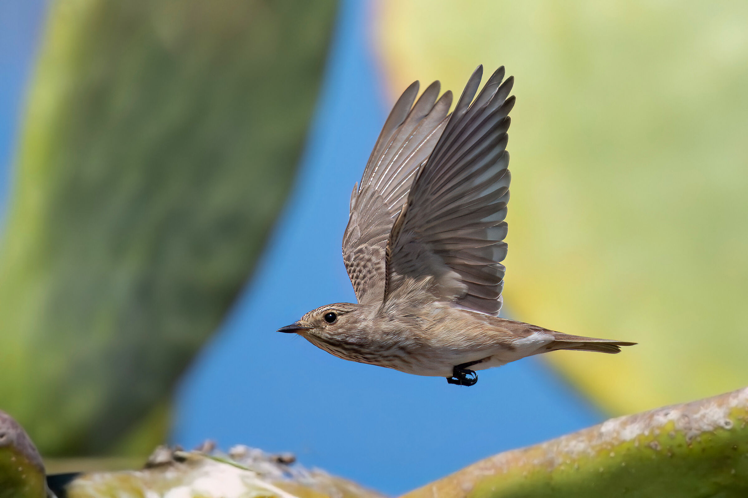 Nel suo regno di agavi e fichi d'India