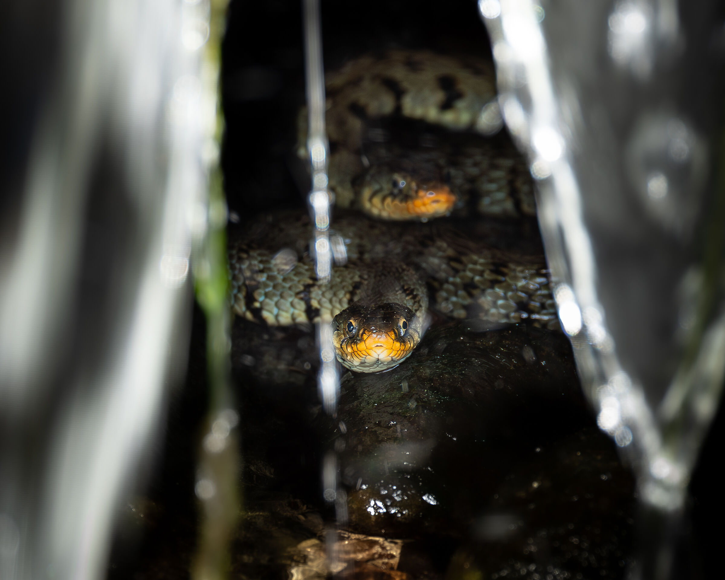 Let's open the curtain