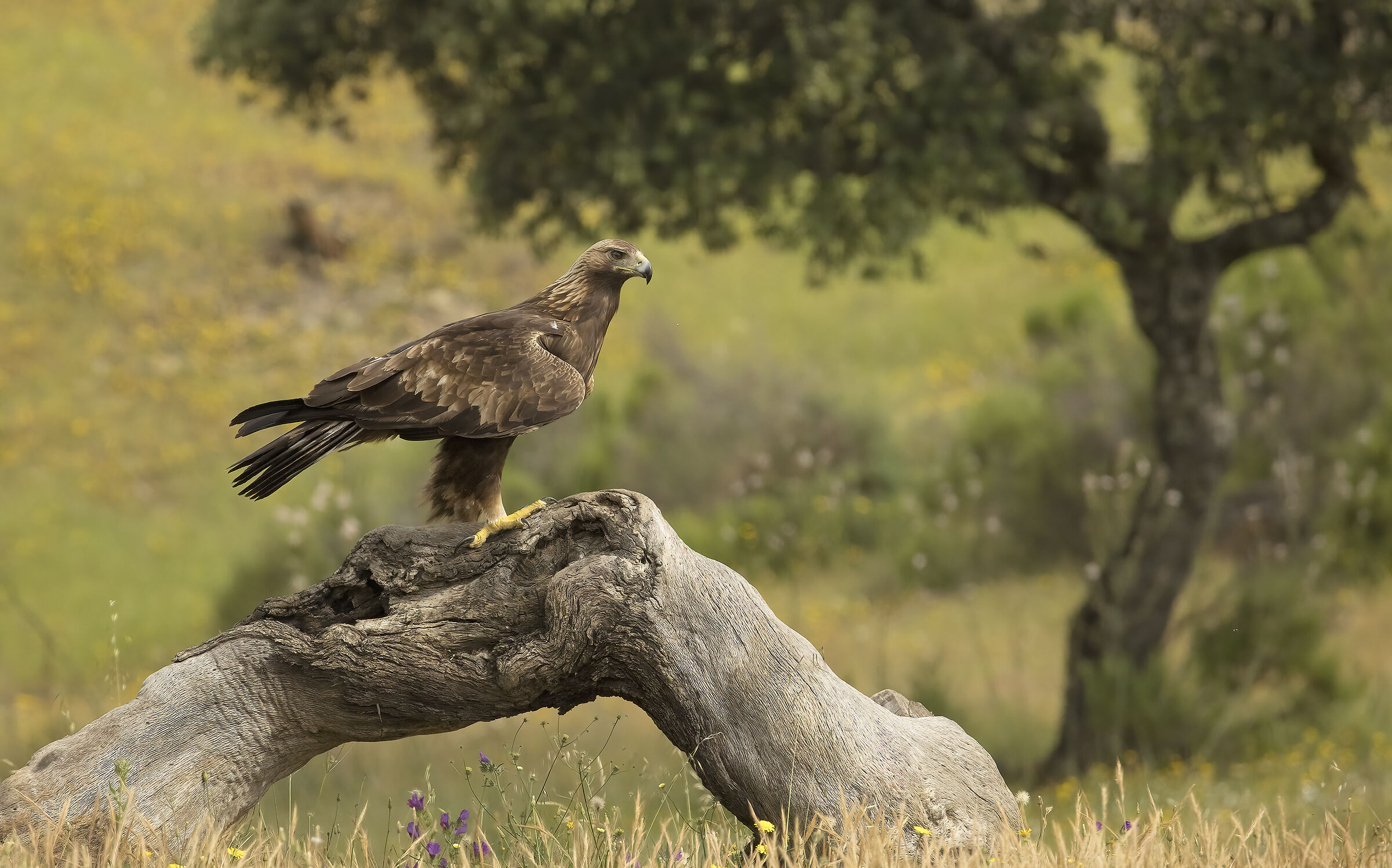aquila reale, Spagna, Andalusia