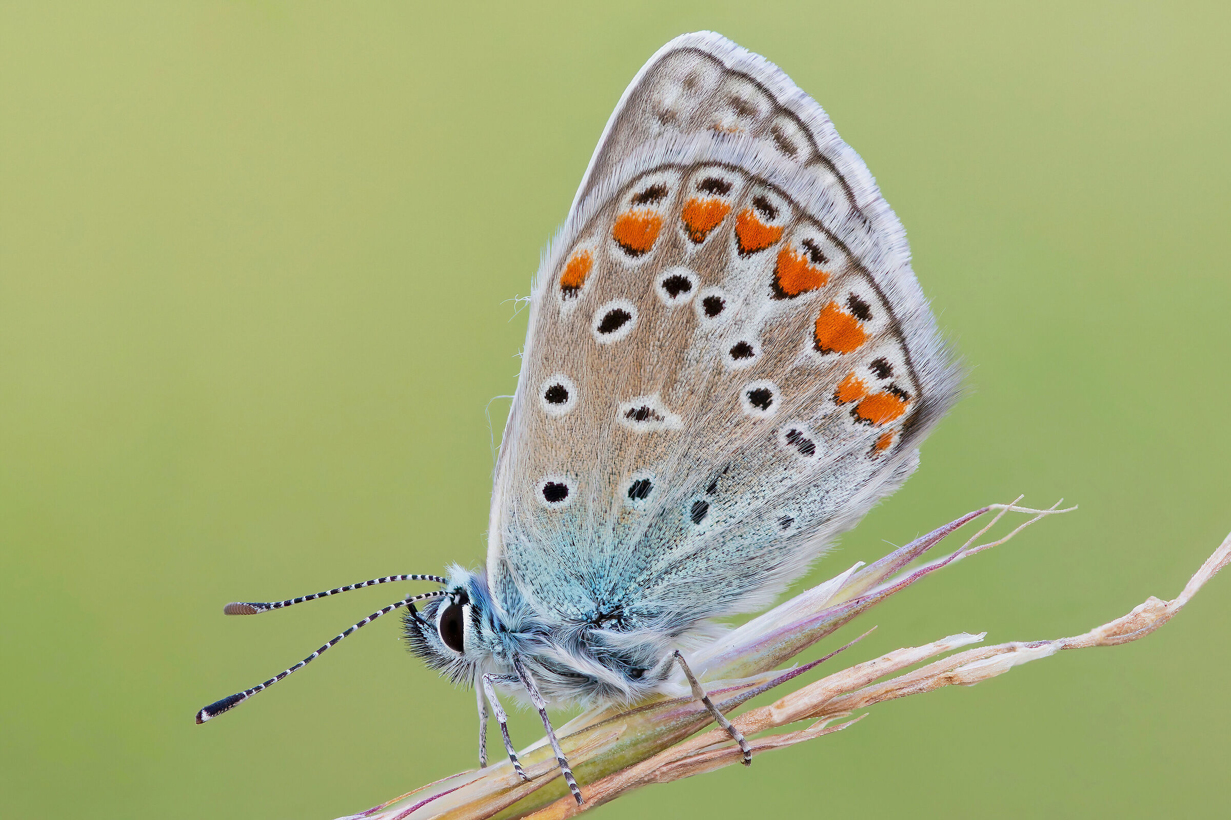 Polyommatus icarus
